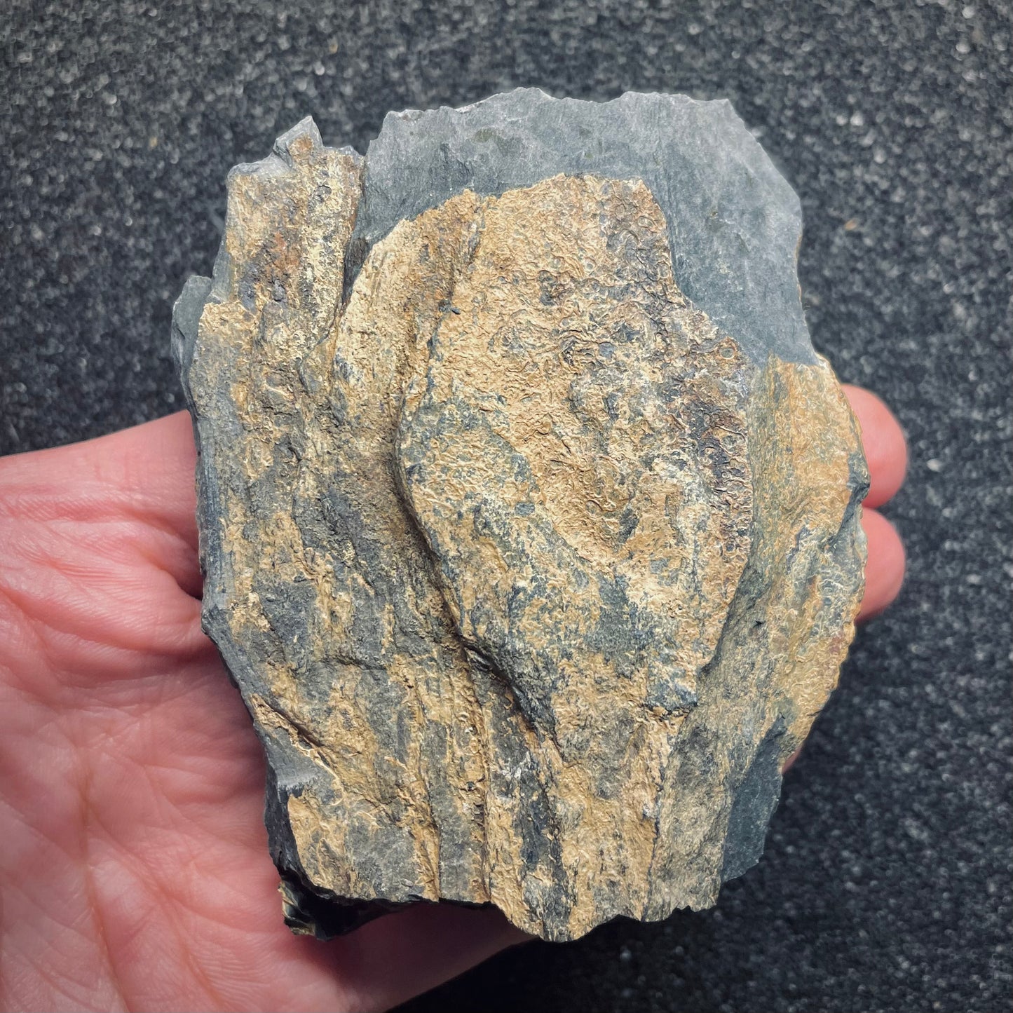 F1607 | Trilobite | Eodalmanitina macrophtalma