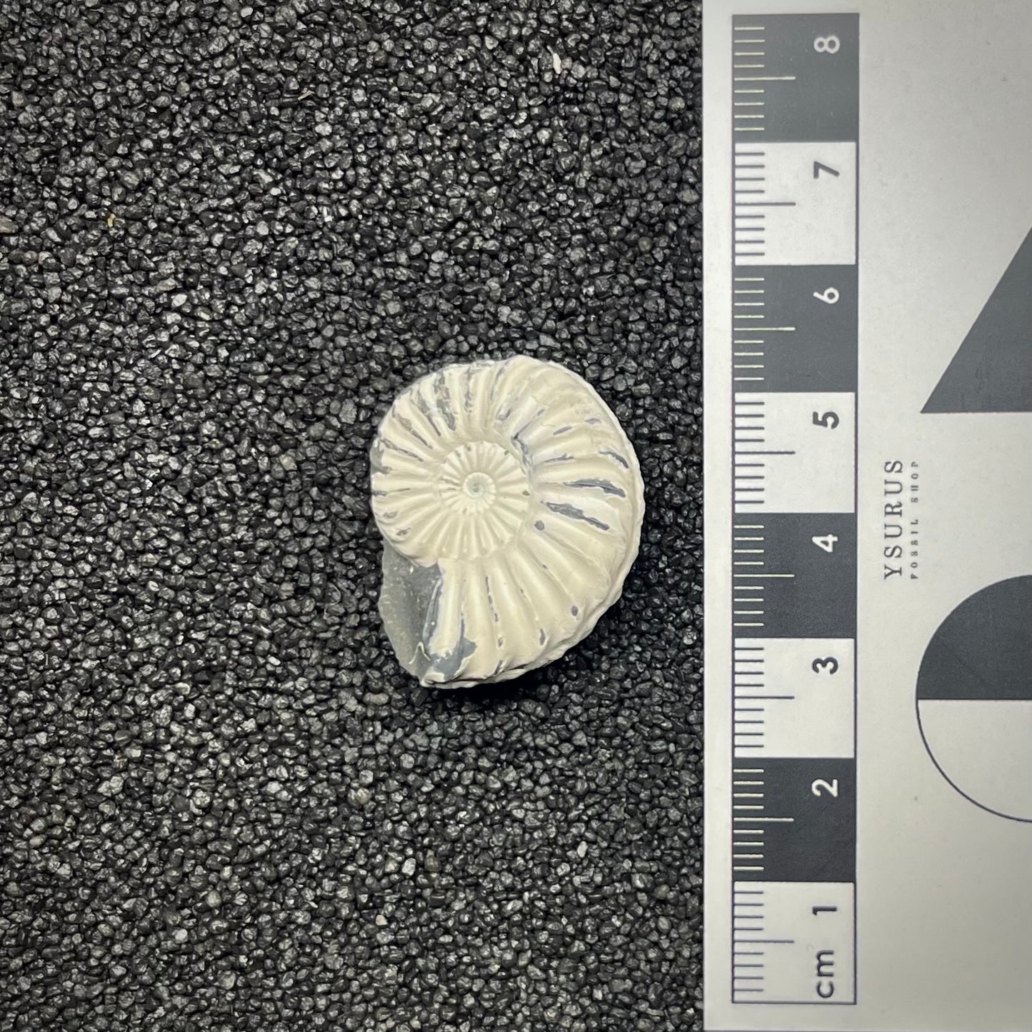 F2901 | Ammonite | Pleuroceras sp.