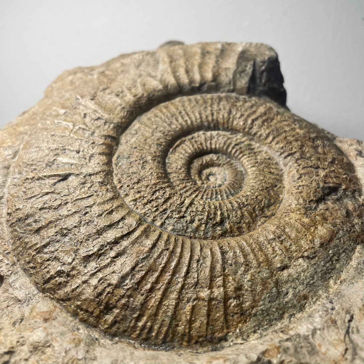 F1847 | Ammonite | Perisphinctes sp.