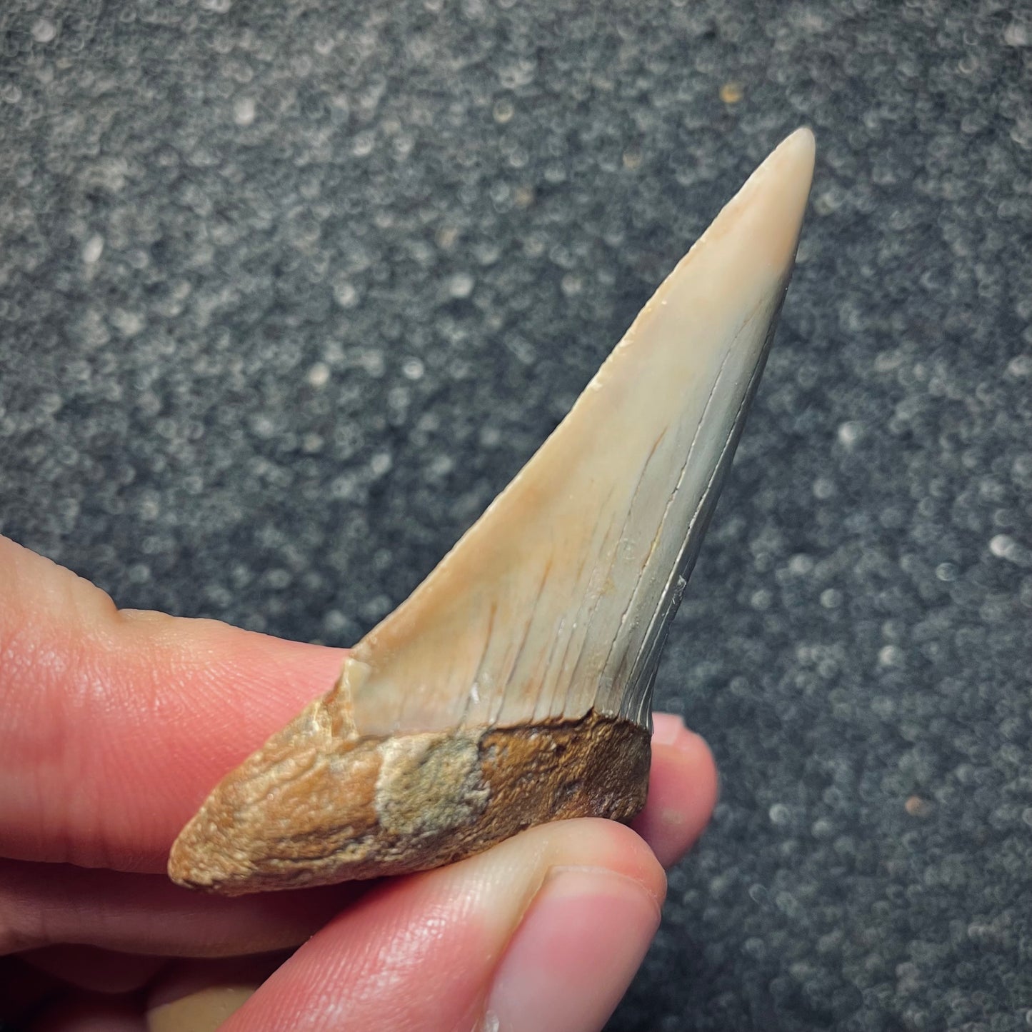 F1947 | Squalo | Carcharodon hastalis