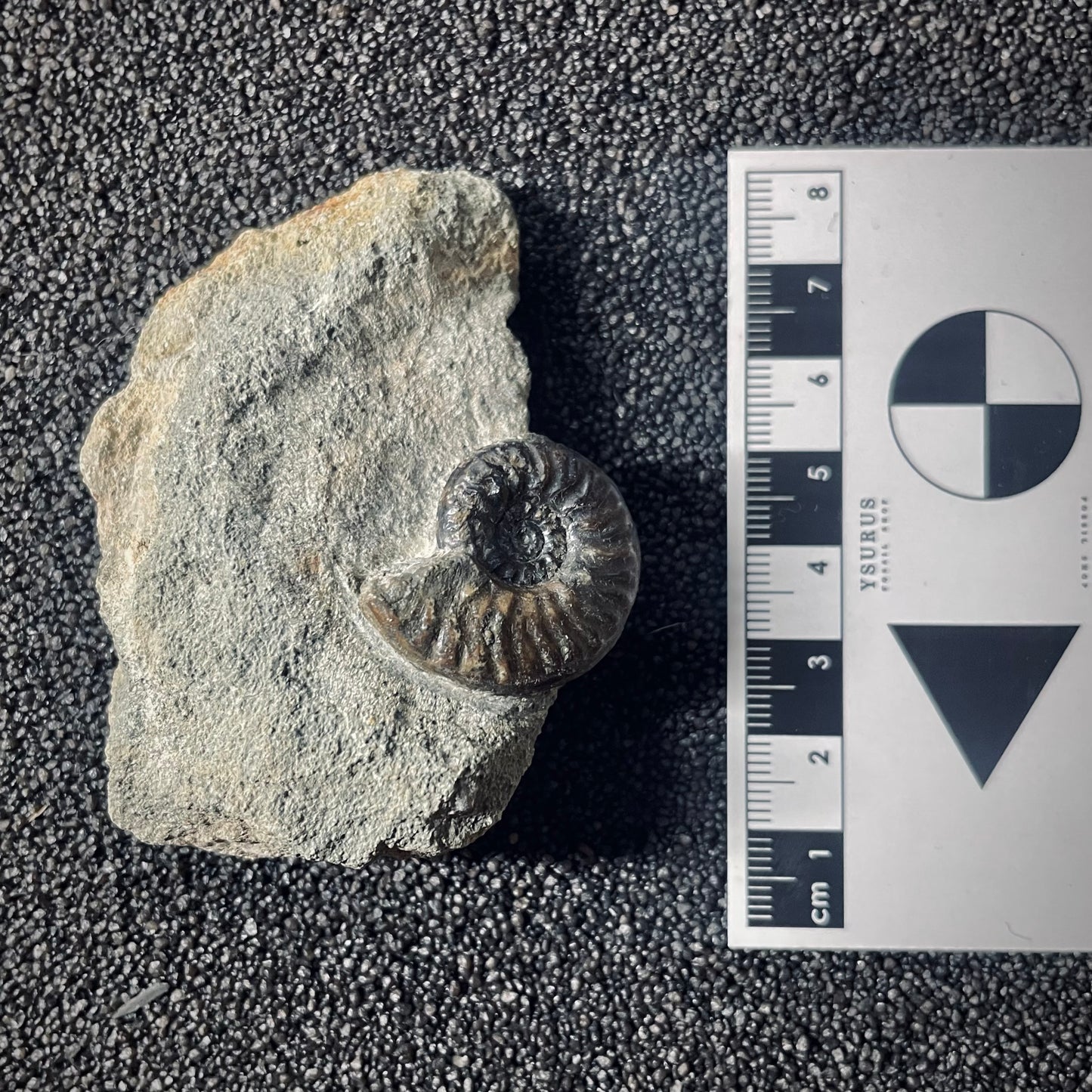 F2570 | Ammonite | Graphoceratidae indet.