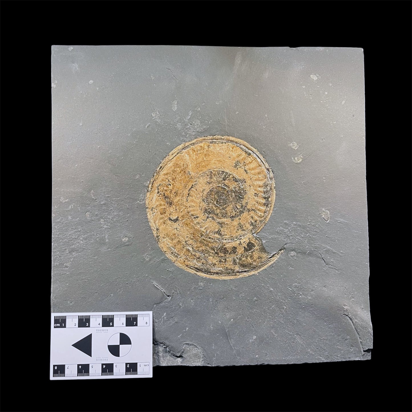 F2787 | Ammonite | Hildoceras sp.