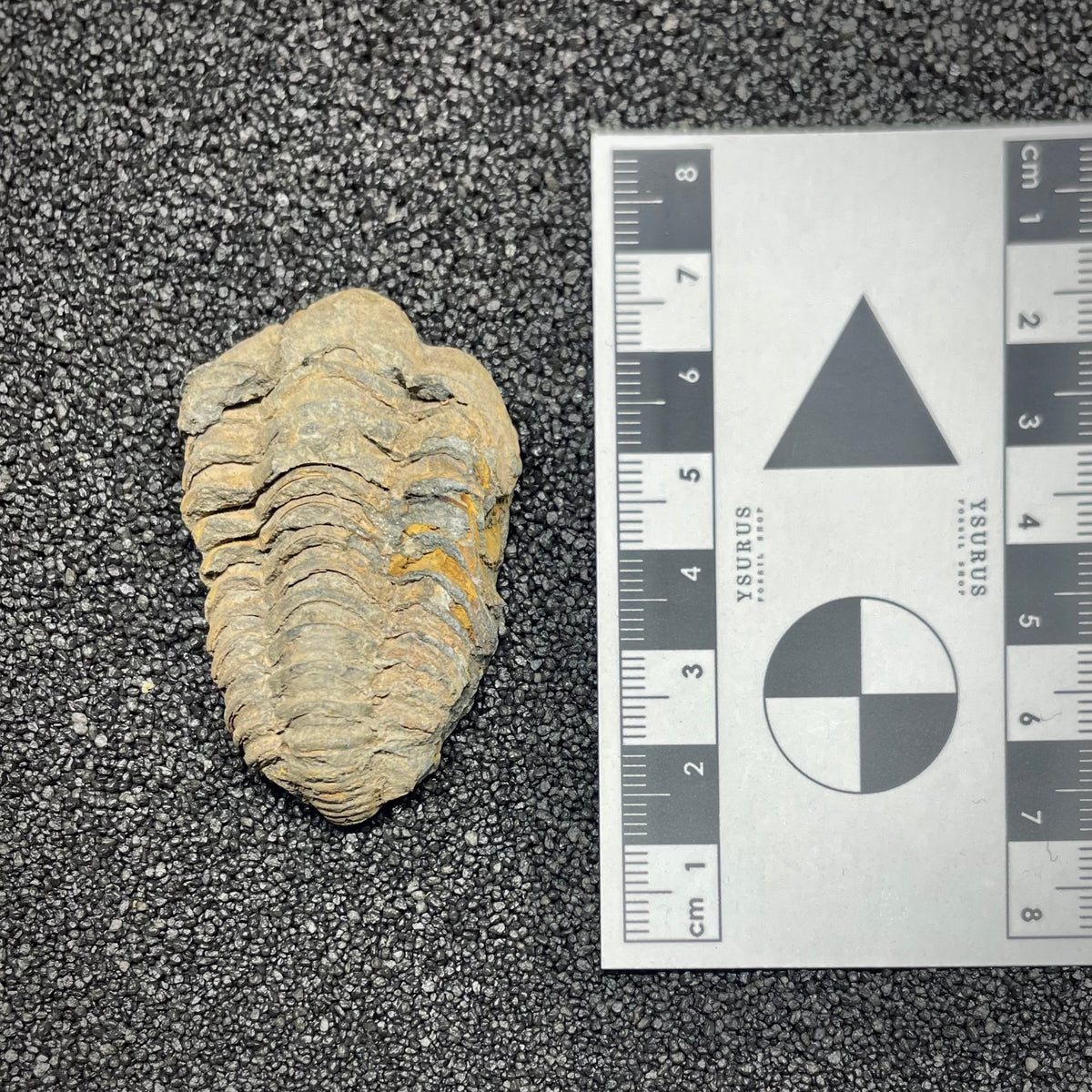 F3010 | Trilobite | Flexicalymene sp.