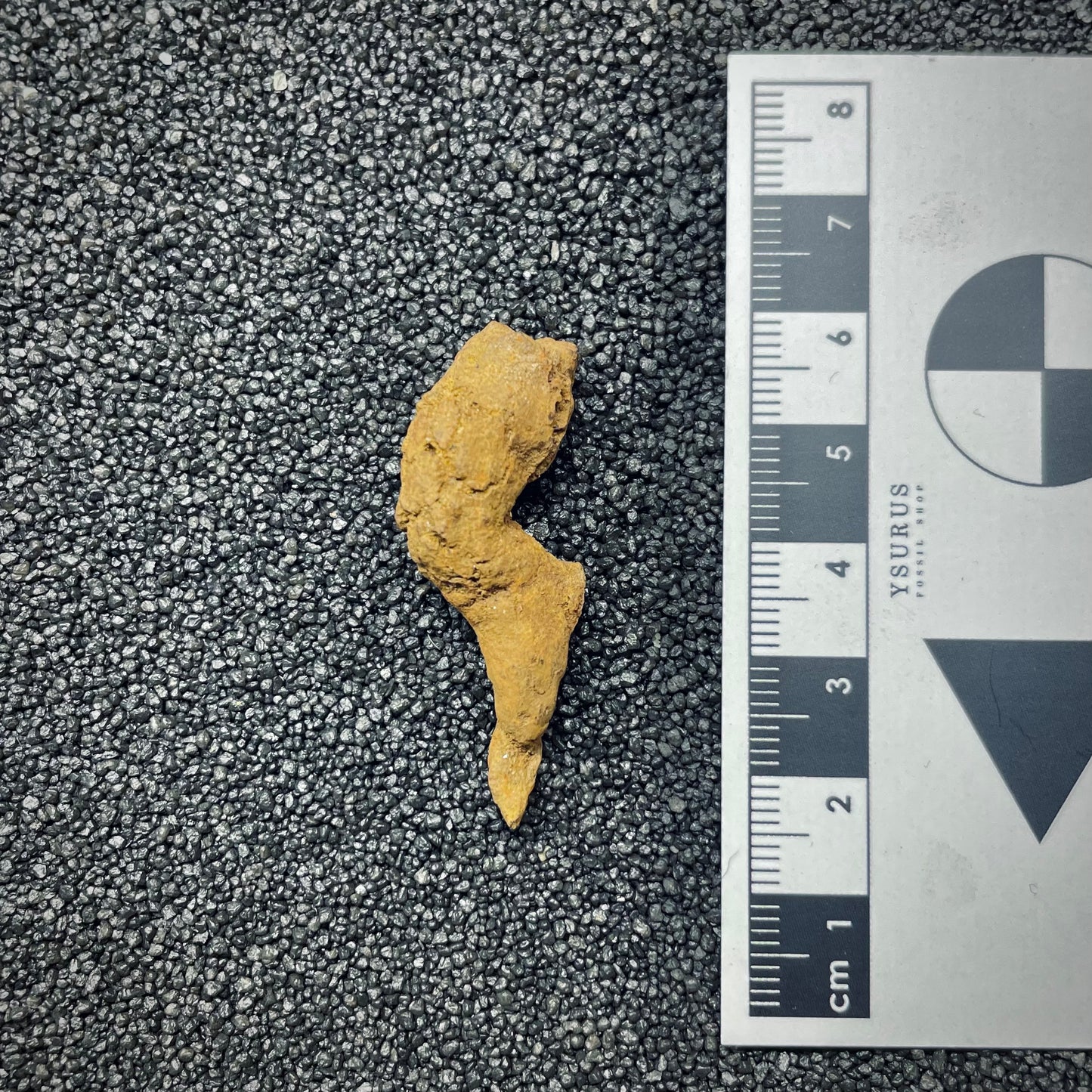 F2769 | Coprolite - Cololite | Testuggine