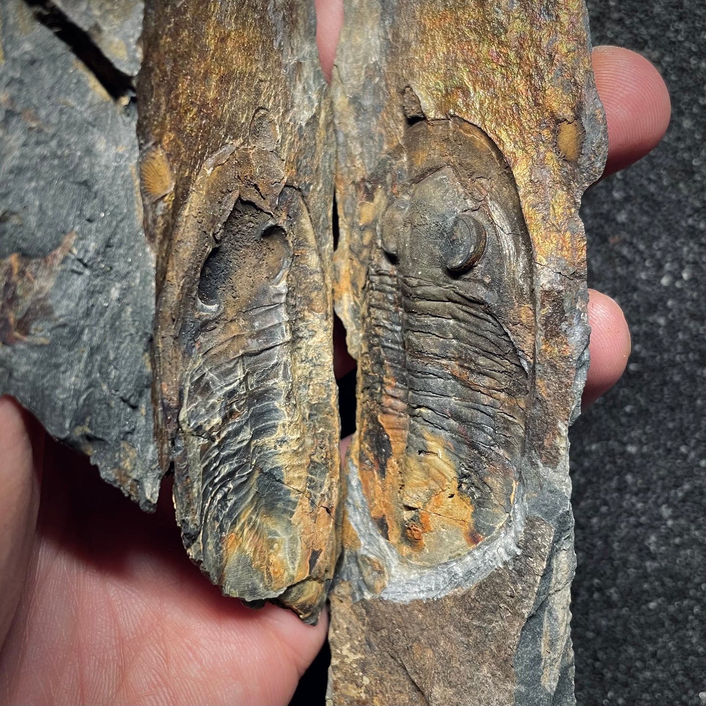 F1588 | Trilobite | Nobiliasaphus nobilis