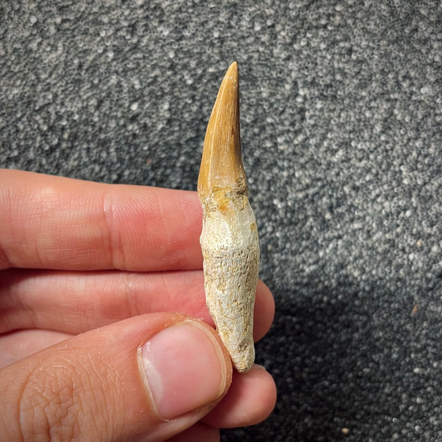 F1990 | Mosasauro | Mosasauridae indet.