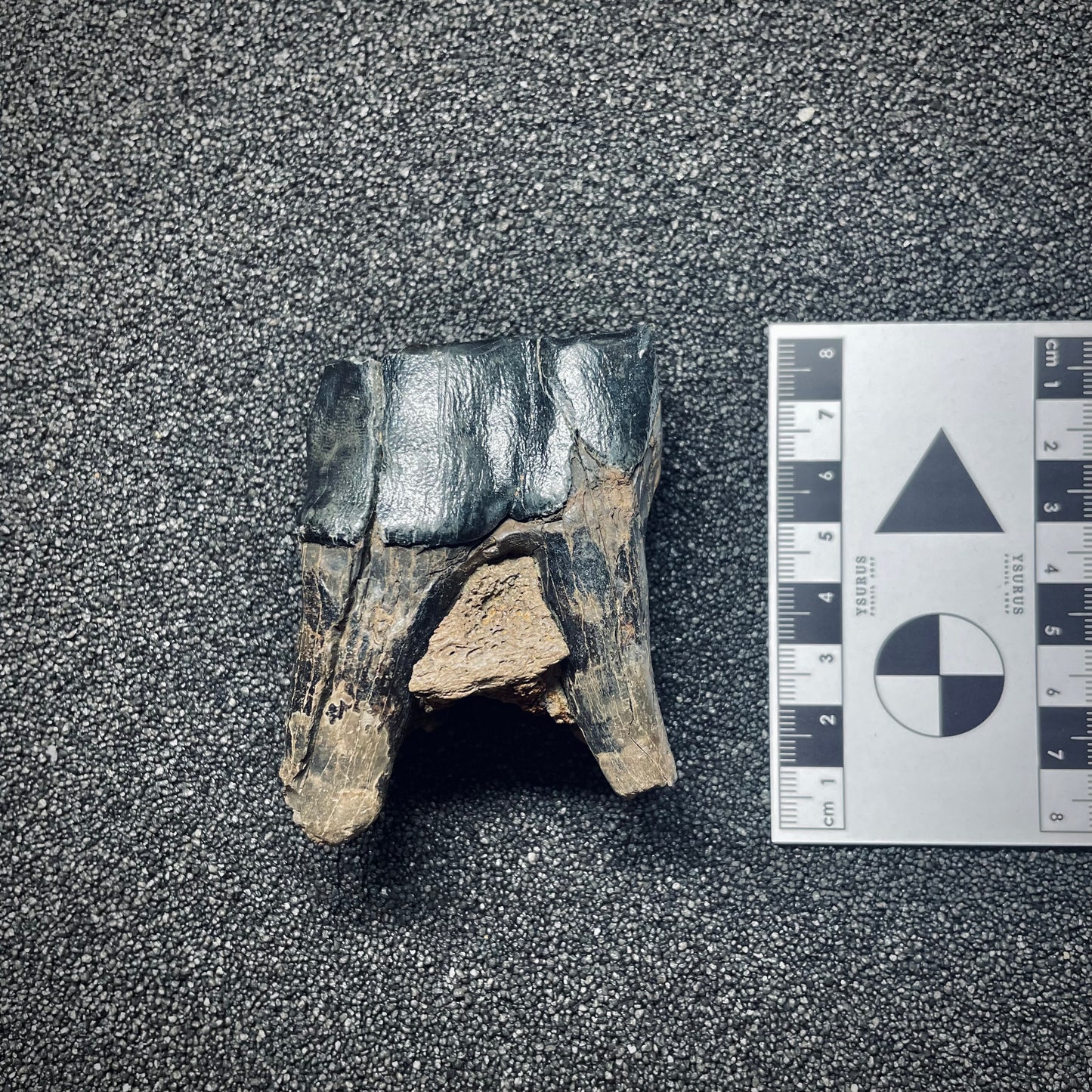 F1560 | Rinoceronte lanoso | Coelodonta sp.