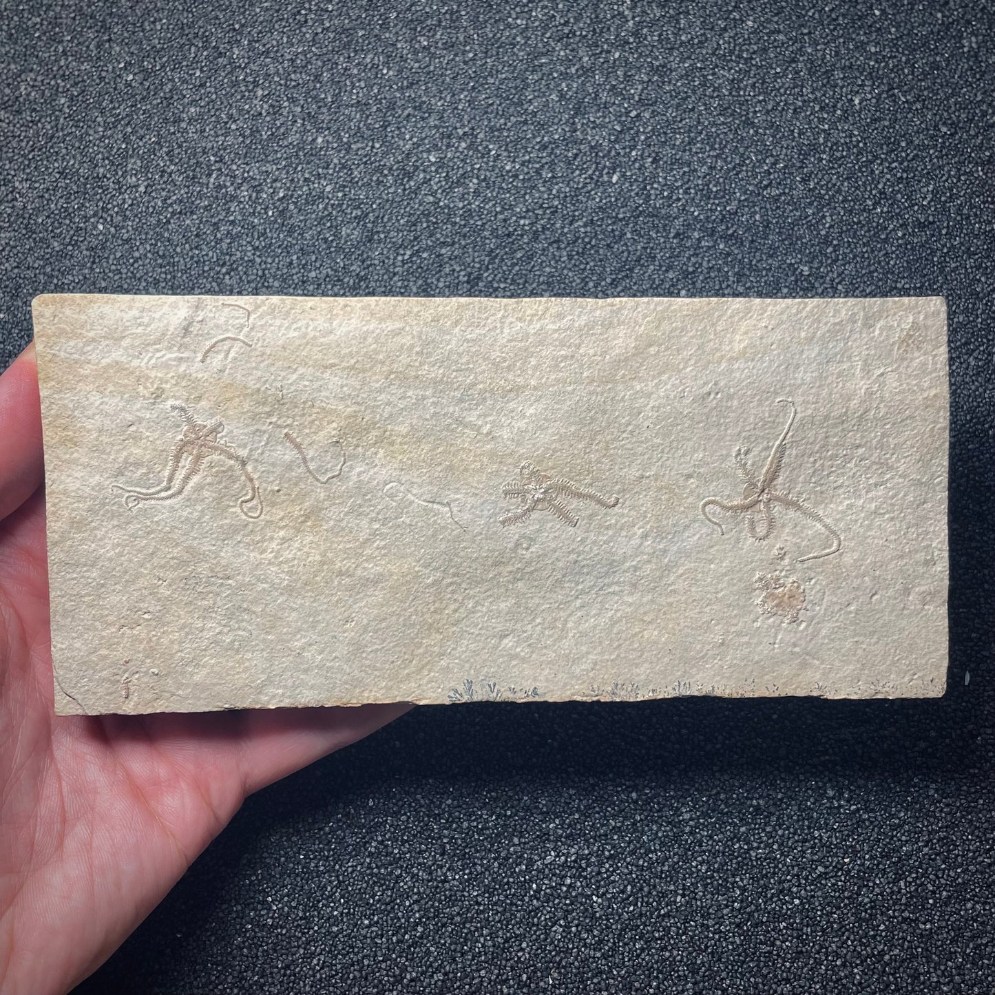 F1927 | Stella marina | Ophiopetra lithographica