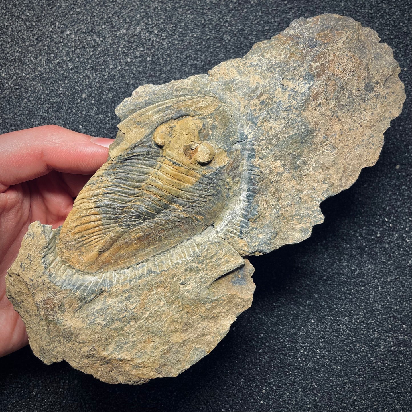 F1585 | Trilobite | Nobiliasaphus nobilis
