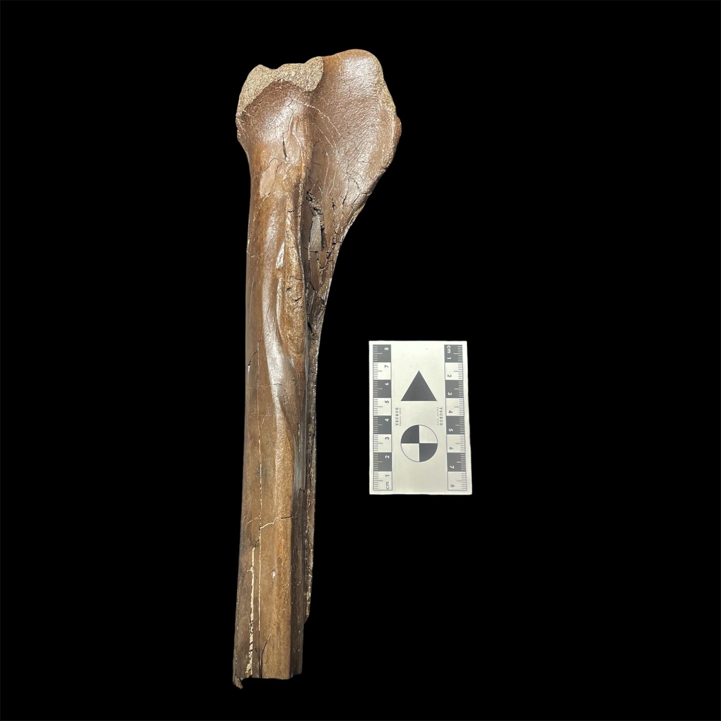 F2823 | Dinosauro | Ornithomimidae indet.