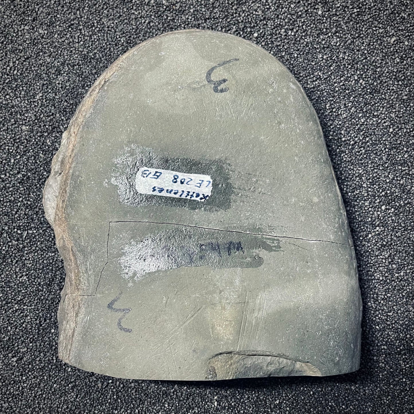 F1983 | Ammonite | Harpoceras sp.