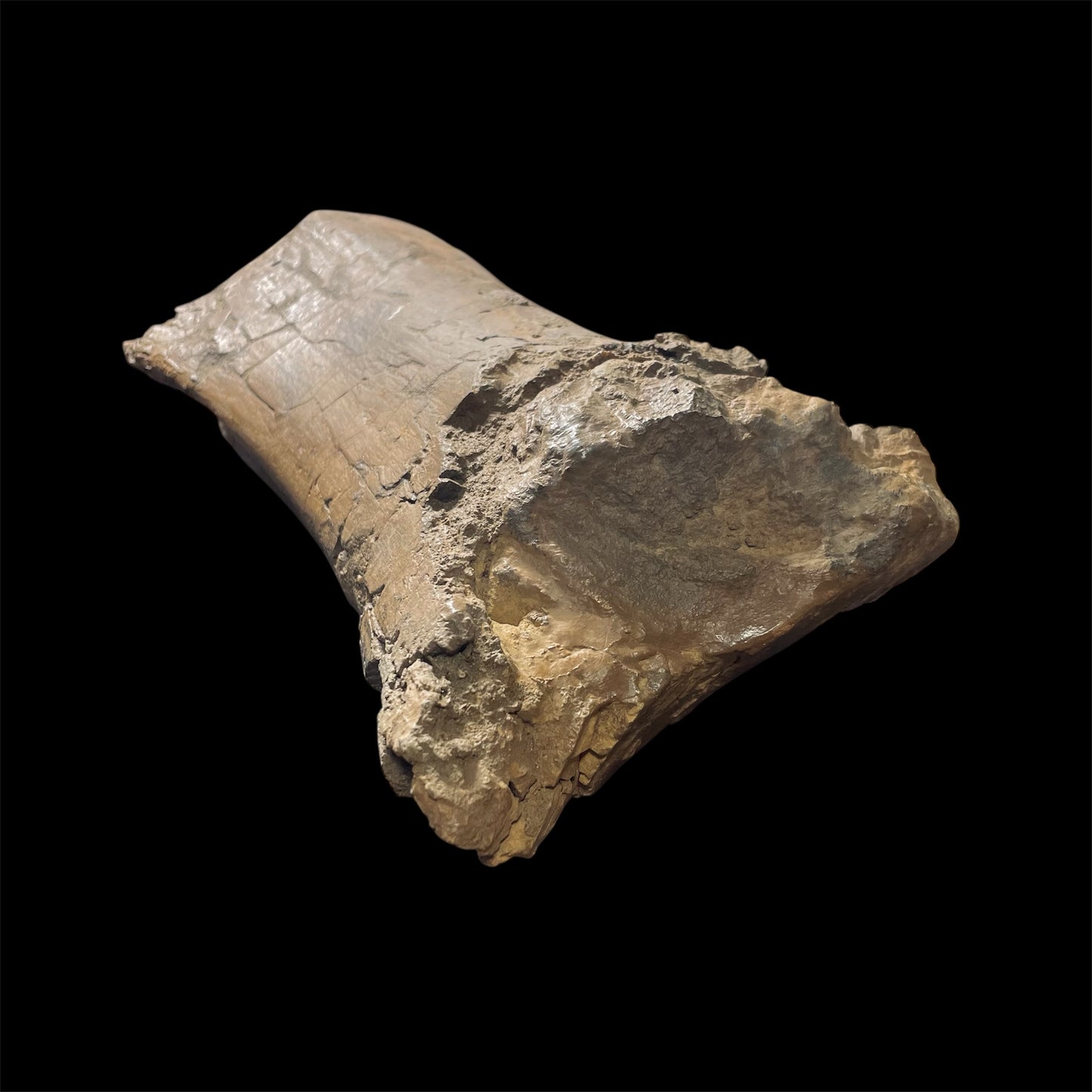 F2025 | Dinosauro | Edmontosaurus sp.
