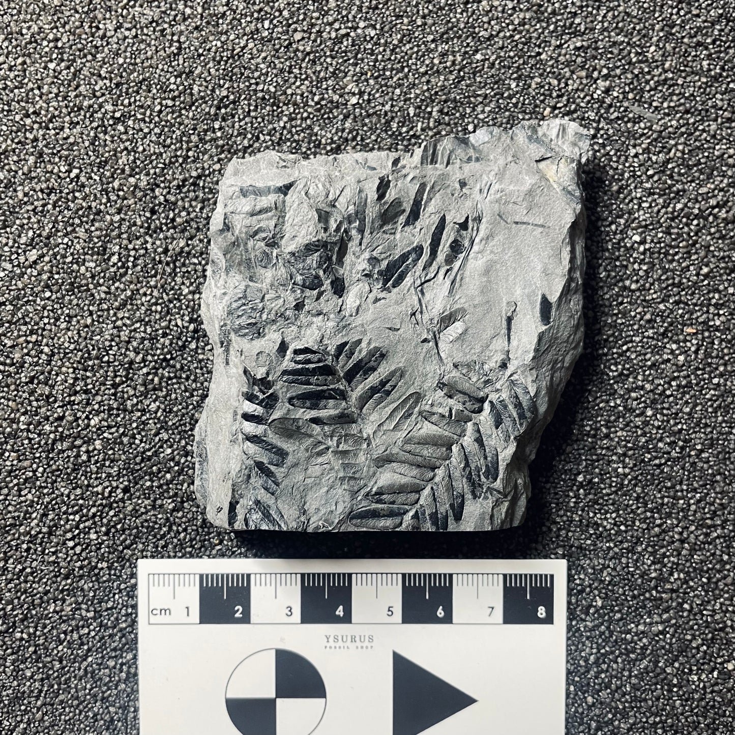 F2480 | Pianta | Neuropteris sp.