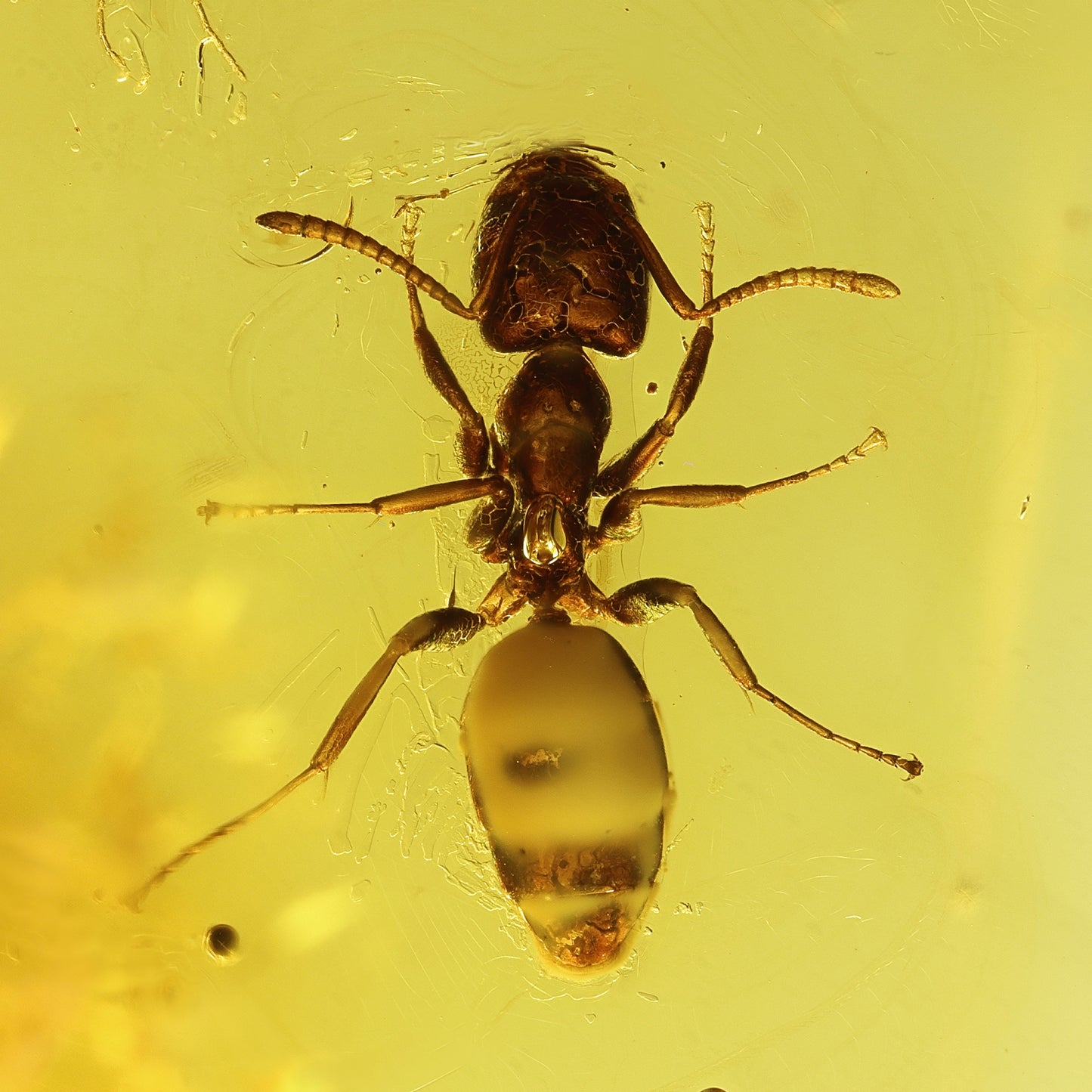 F1741 | Ambra con inclusione | Ctenobethylus sp.