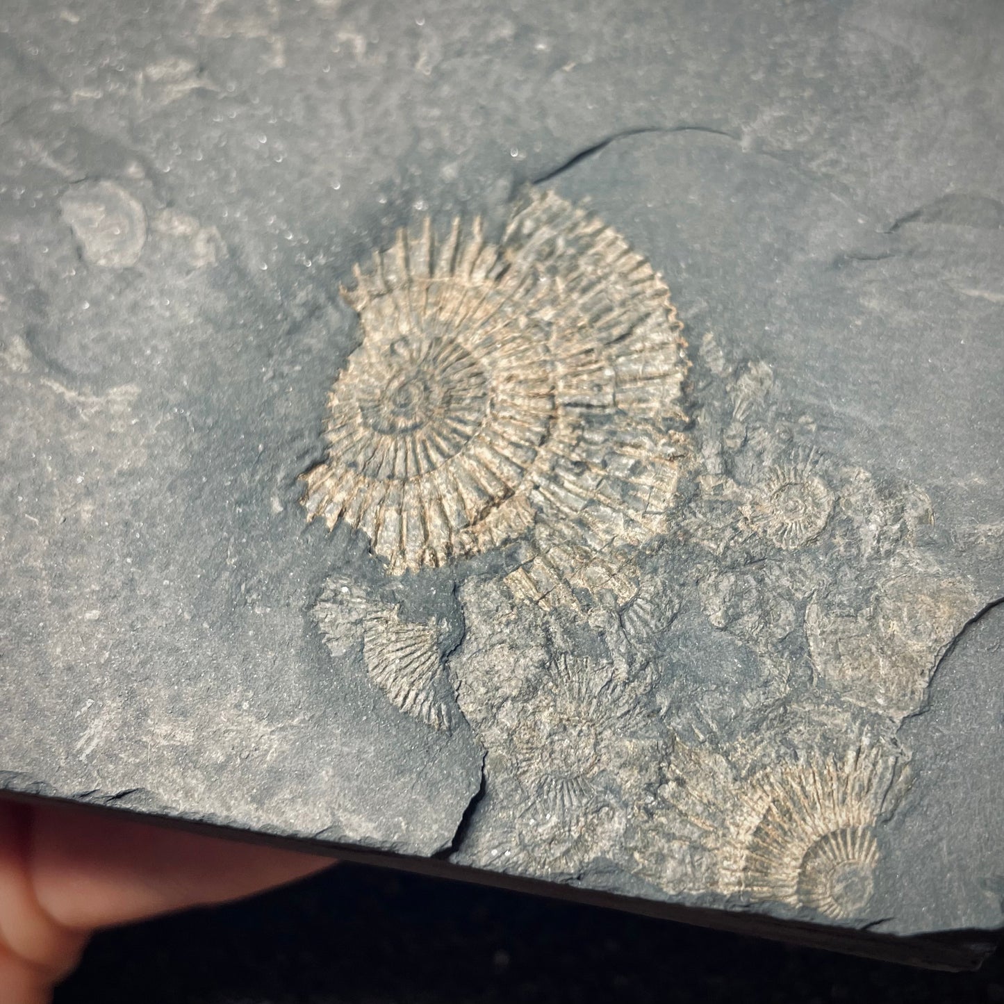 FNP19 | Fossile da preparare | Ammonite | Dactylioceras commune