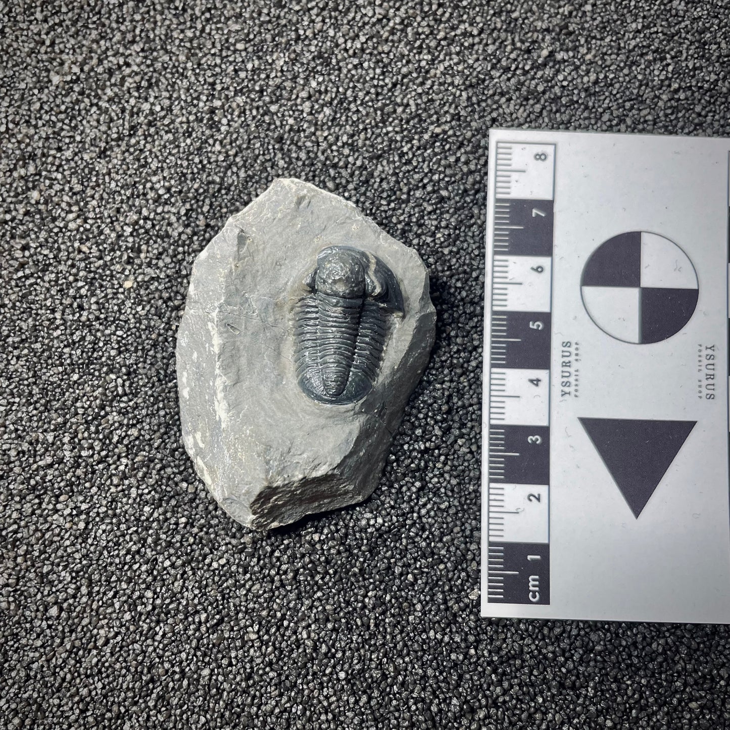 F1893 | Trilobite | Gerastos tuberculatus