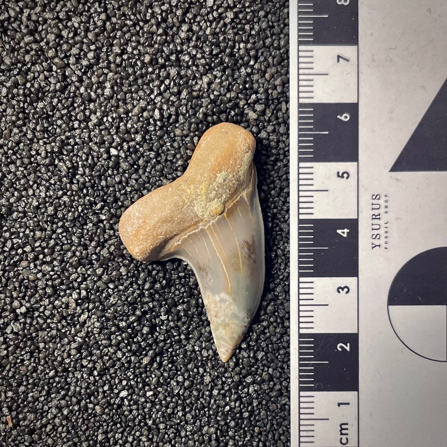 F1789 | Squalo | Carcharodon planus
