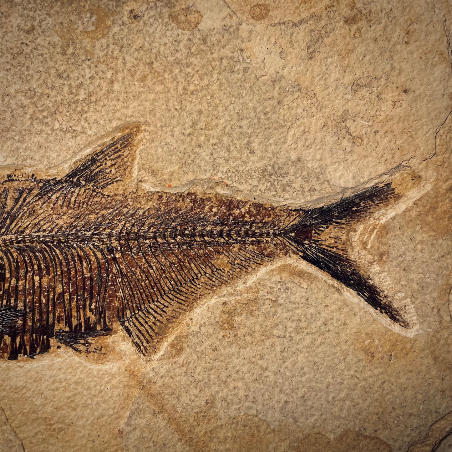 F1967 | Pesce | Diplomystus dentatus