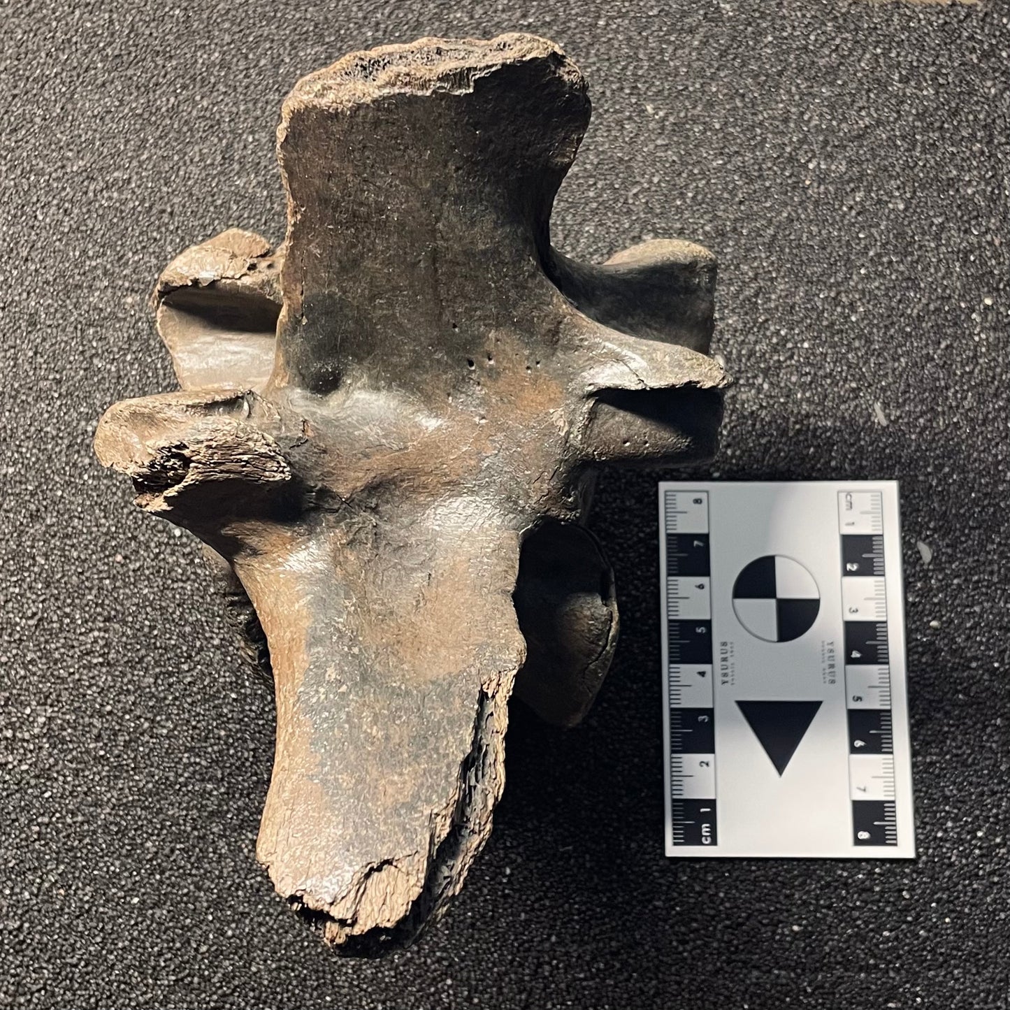 F2448 | Bisonte | Bison sp.