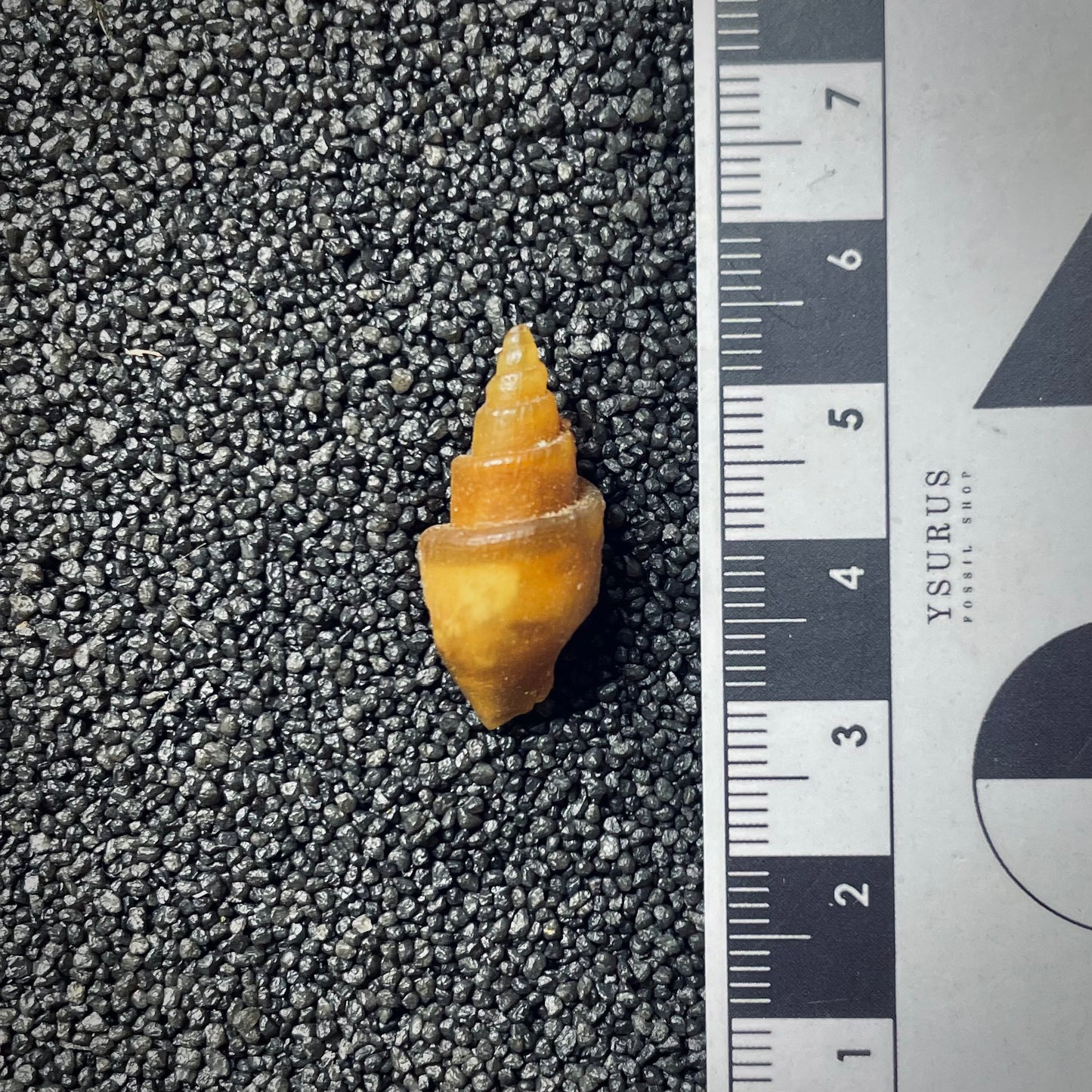 F1766 | Gasteropode | Gastropoda indet.