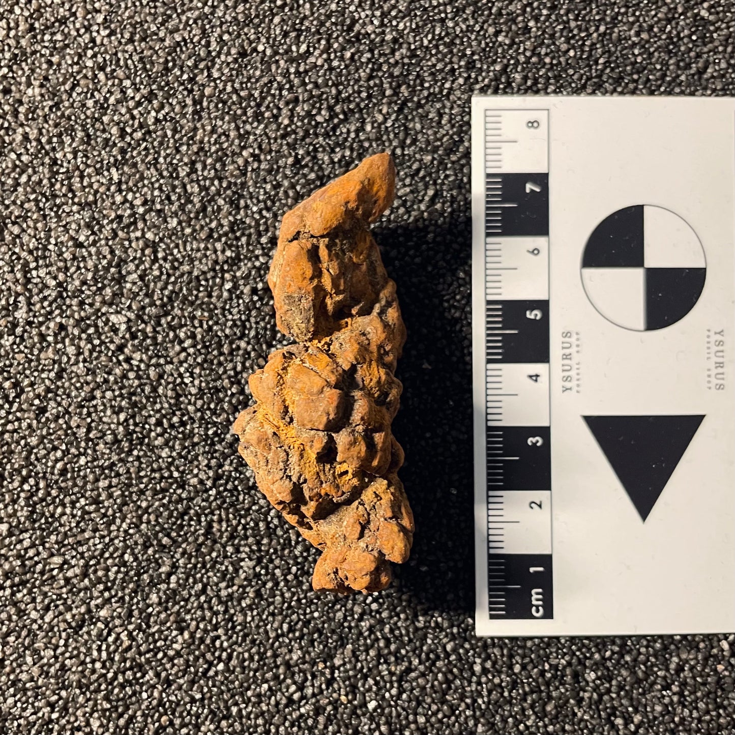F2456 | Coprolite - Cololite | Testuggine