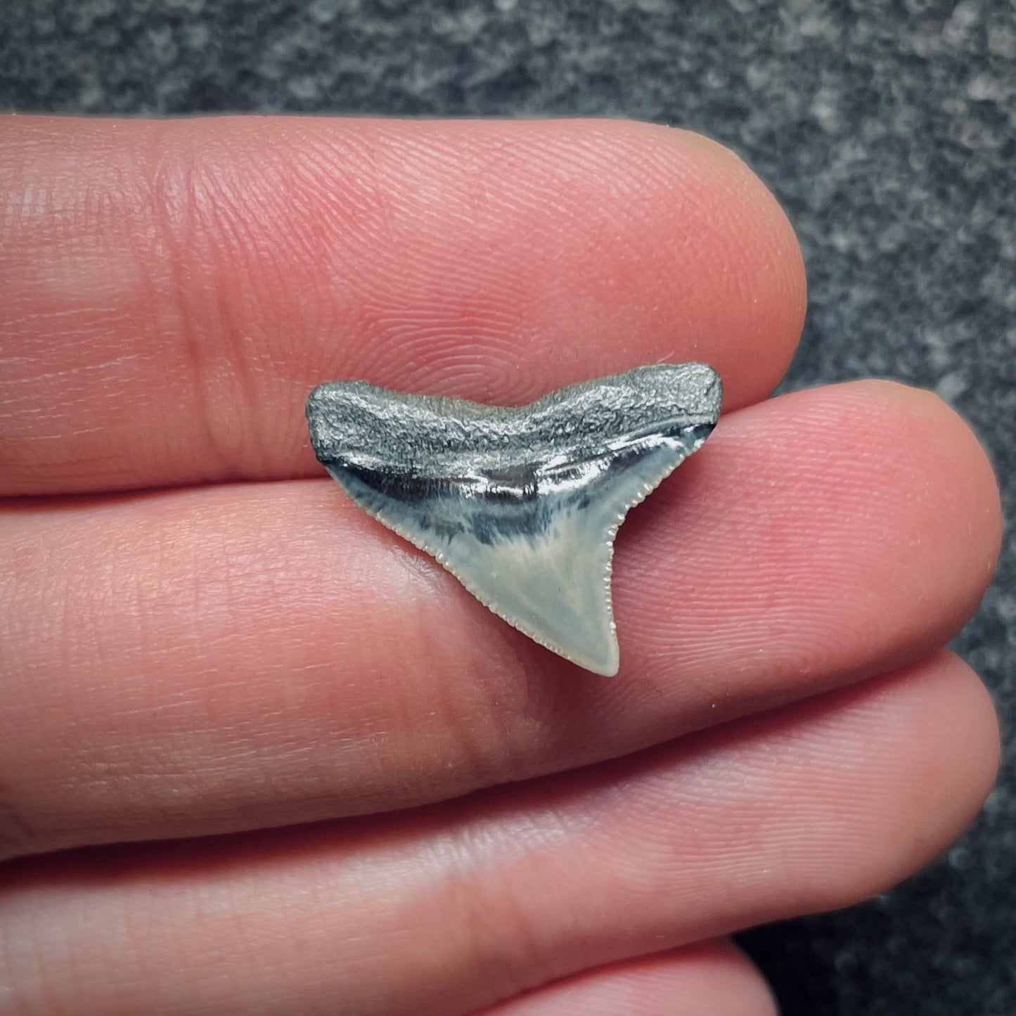 F1854 | Squalo | Carcharhinus sp.