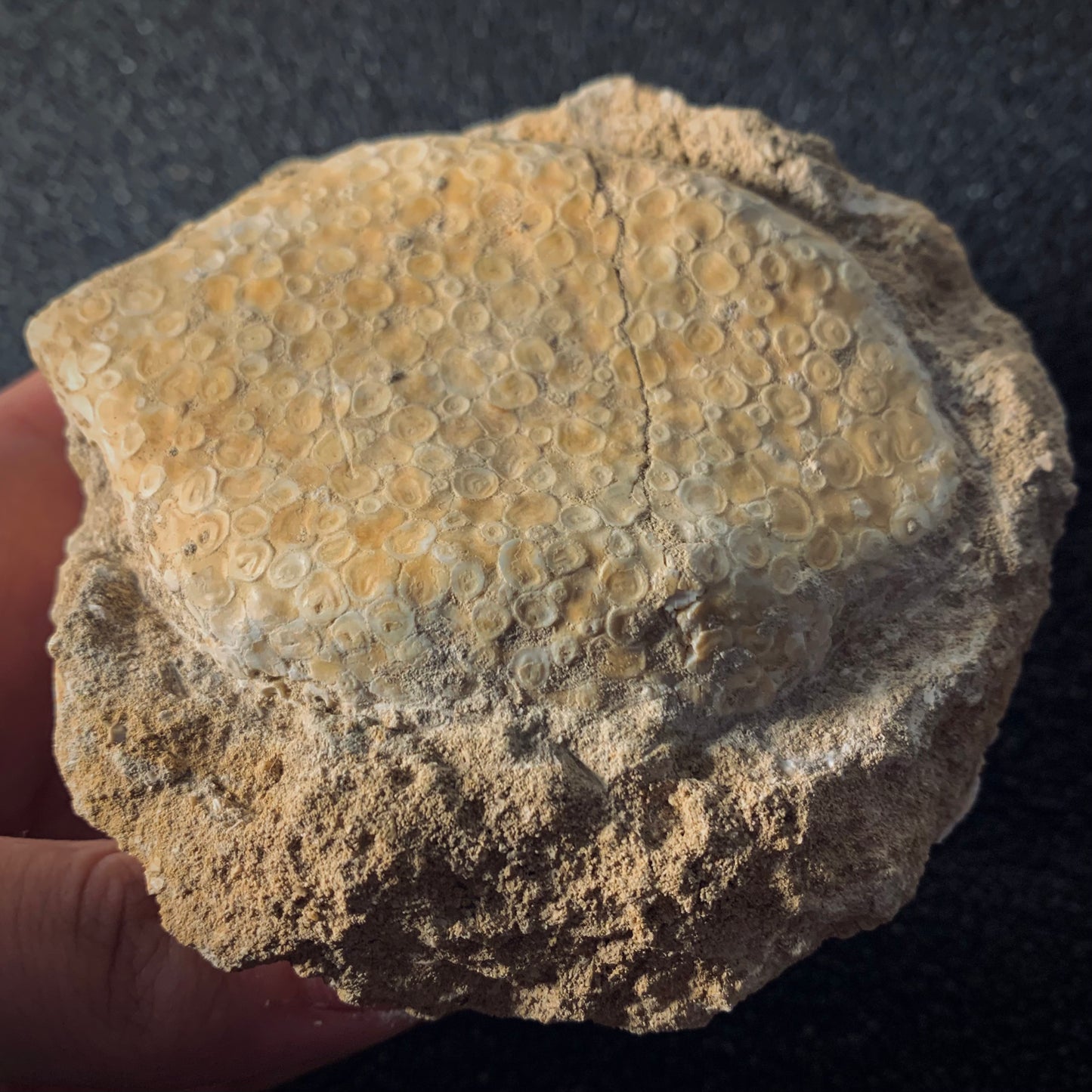 F410 | Pesce | Eodiaphyodus granulosus