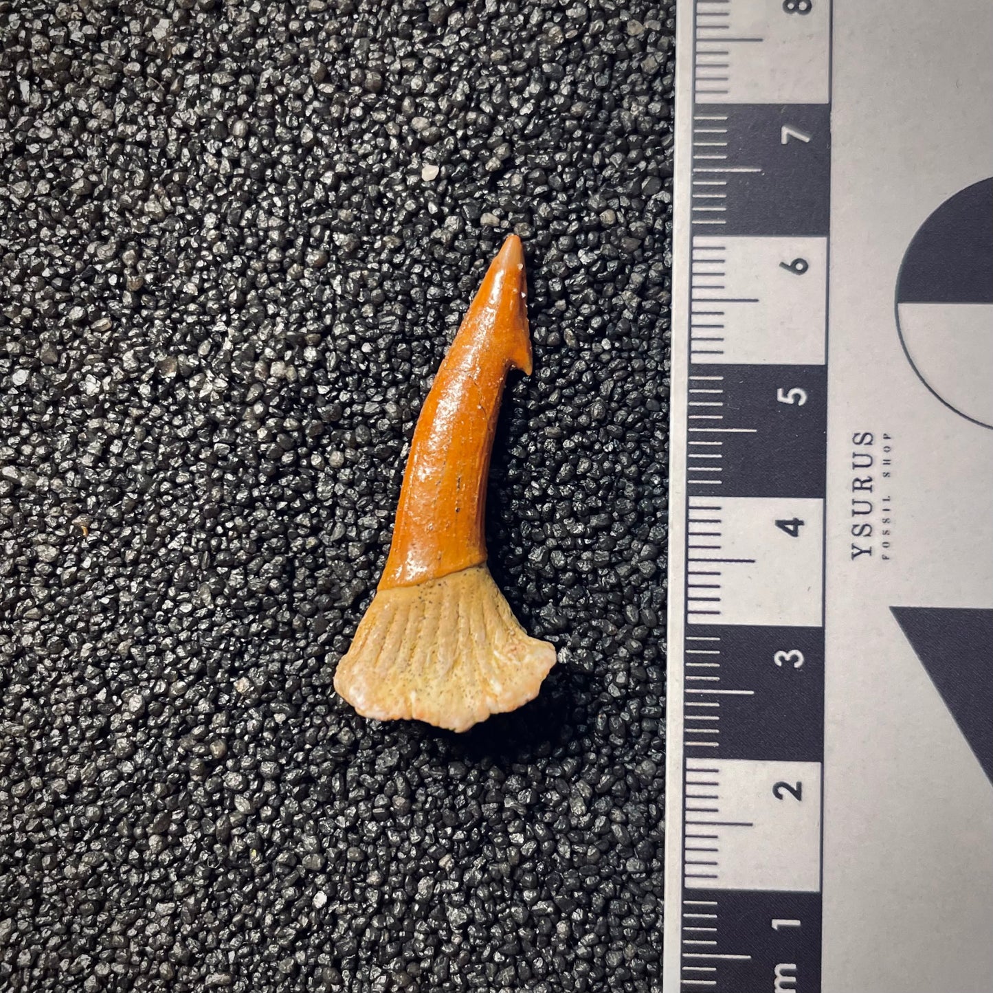 F1706 | Pesce | Onchopristis sp.