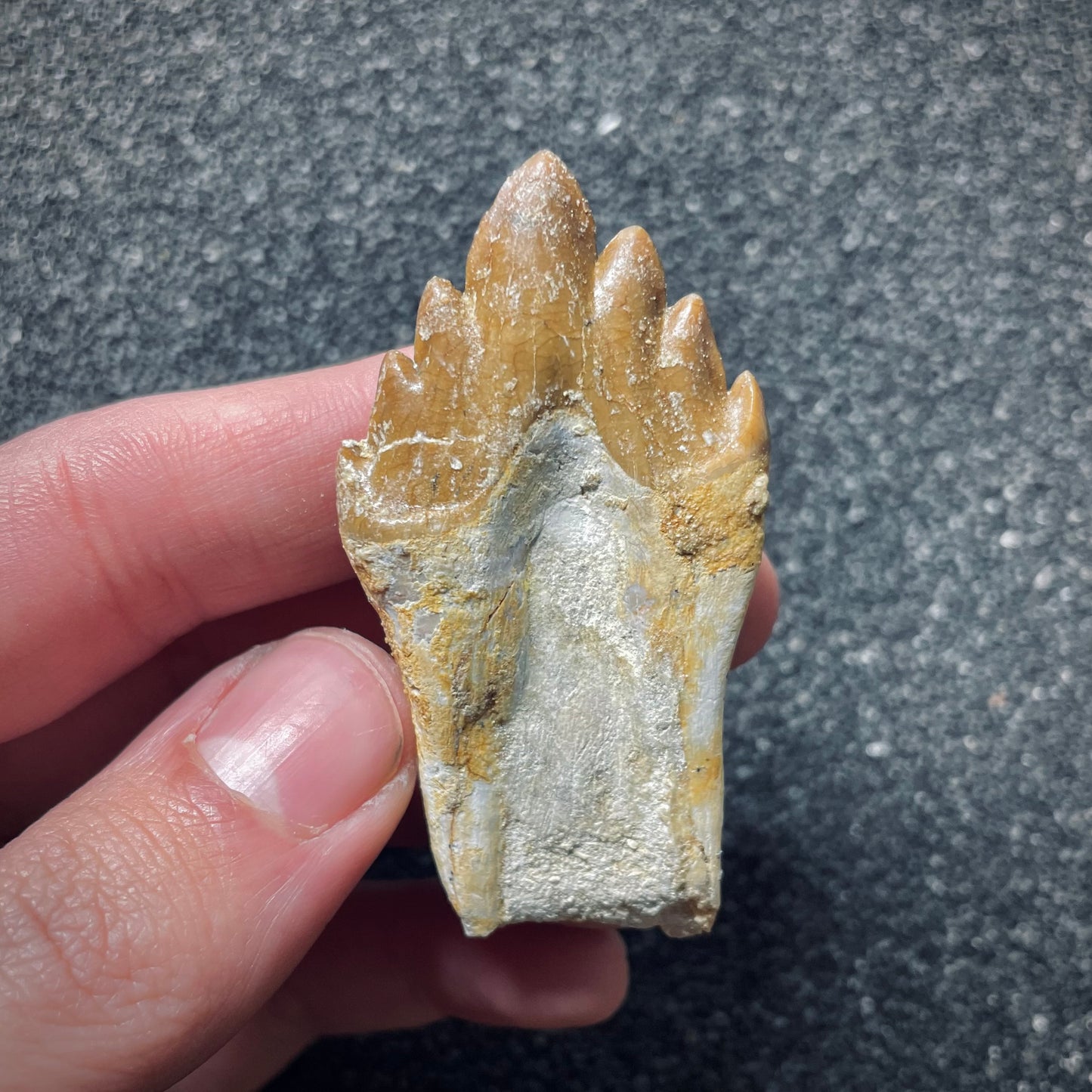 F1718 | Cetaceo | Basilosauridae indet.