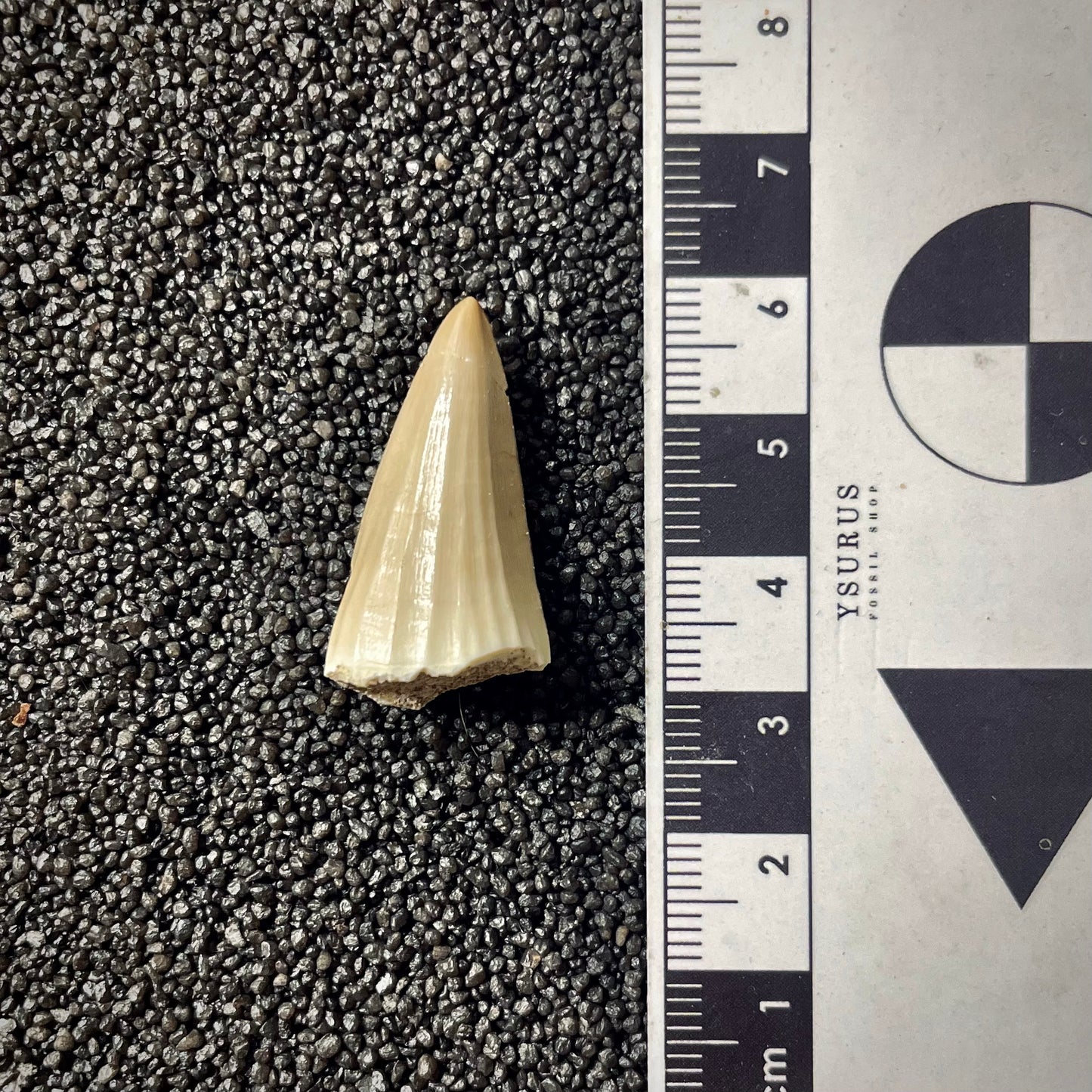 F1992 | Mosasauro | Mosasaurus beaugei
