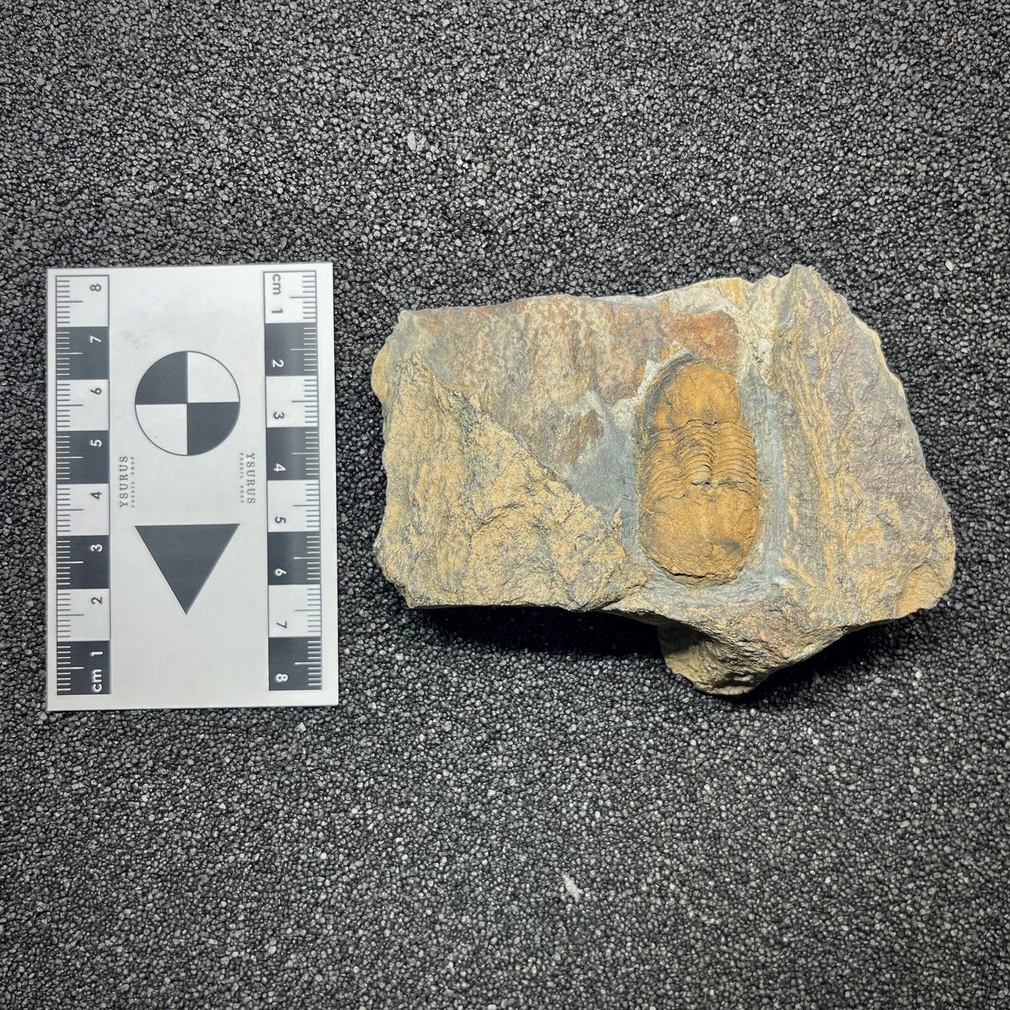 F2944 | Trilobite | Ectillaenus giganteus