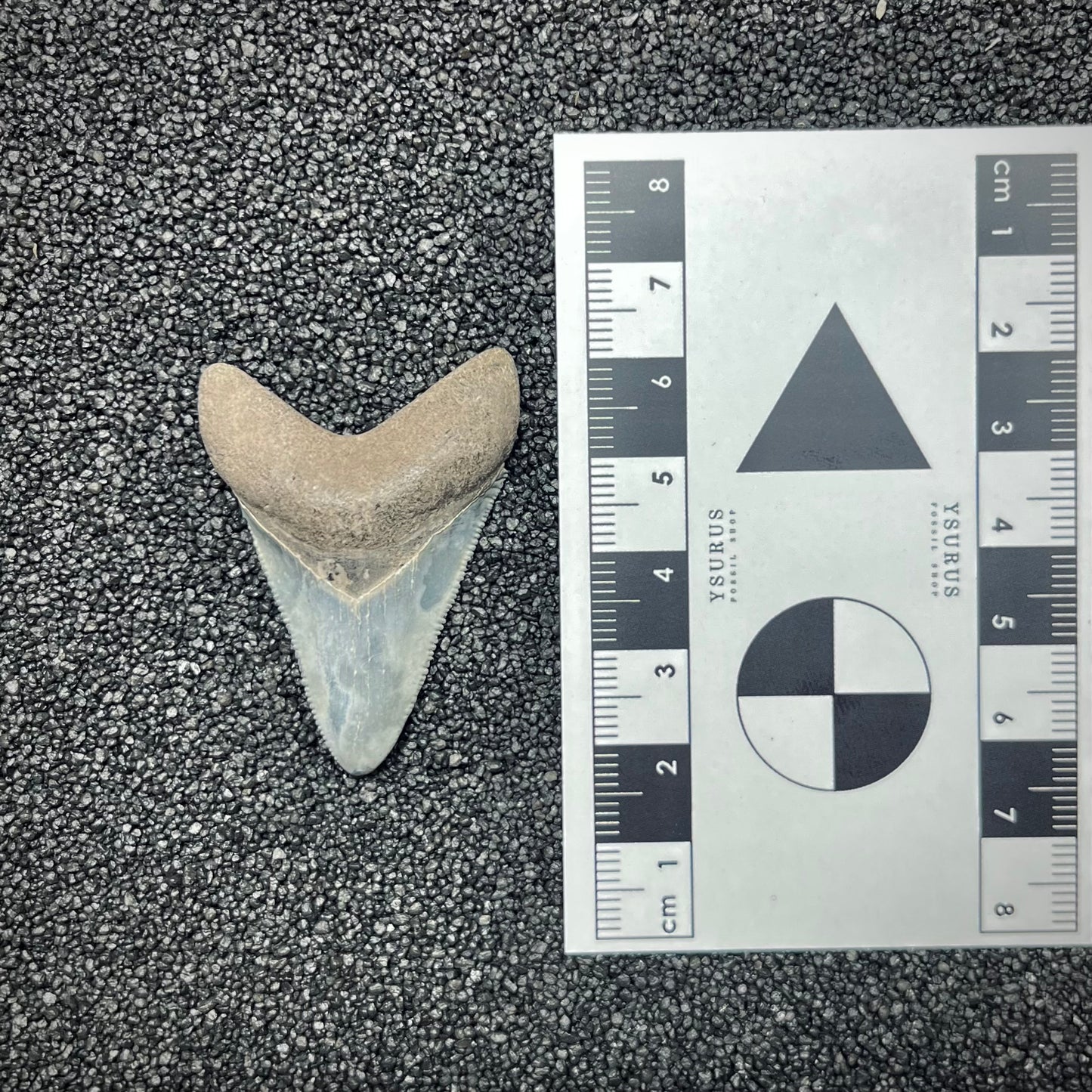 F2873 | Squalo | Otodus megalodon
