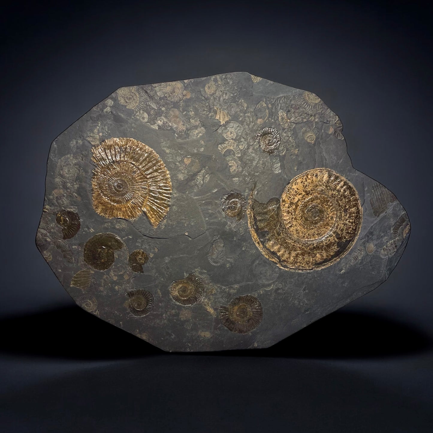 F1474 | Ammonite | Hildoceras sp. & Dactylioceras commune