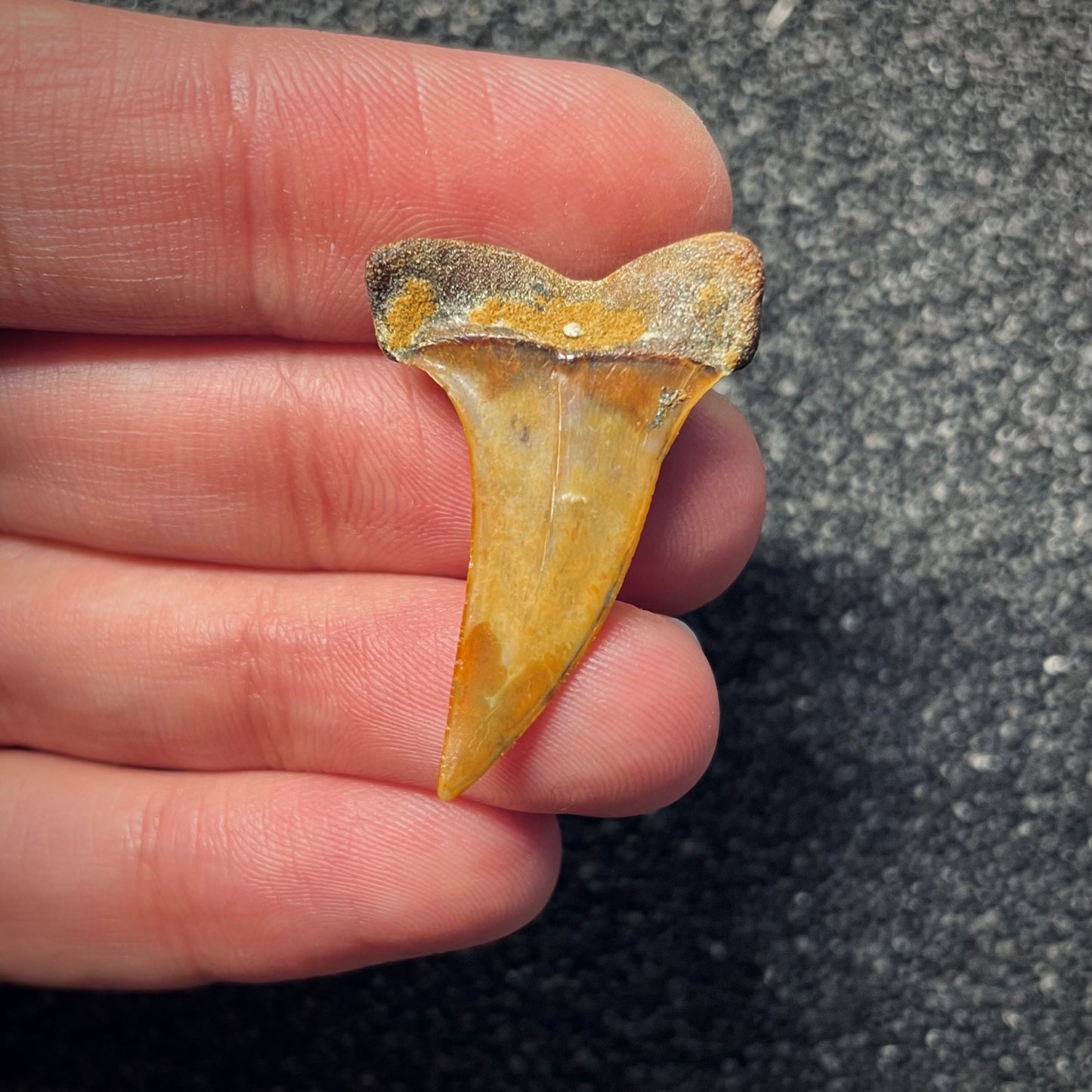 F1787 | Squalo | Carcharodon planus