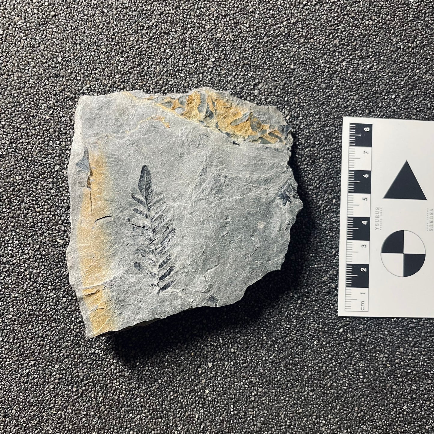 F2487 | Pianta | Neuropteris sp.