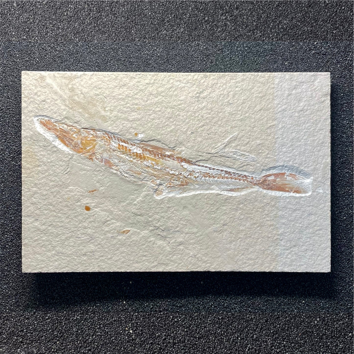F2060 | Pesce | Prionolepis cataphractus