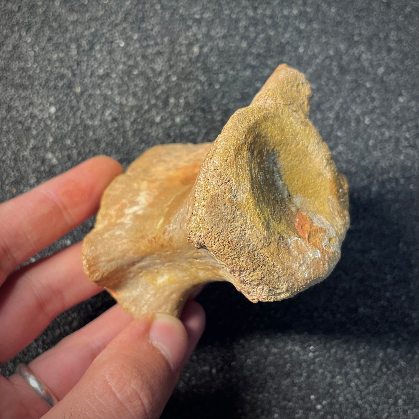 F2037 | Dinosauro | Theropoda indet.
