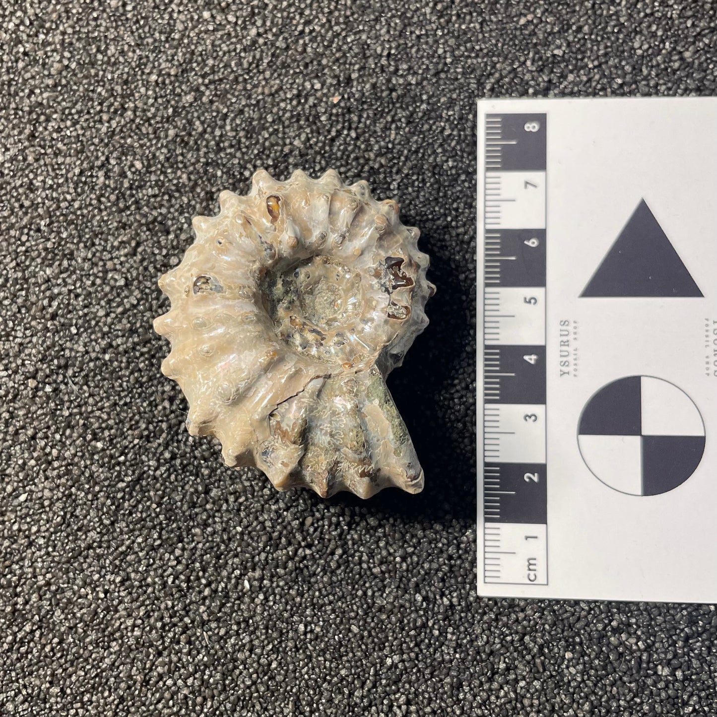 F2386 | Ammonite | Douvilleiceras sp.