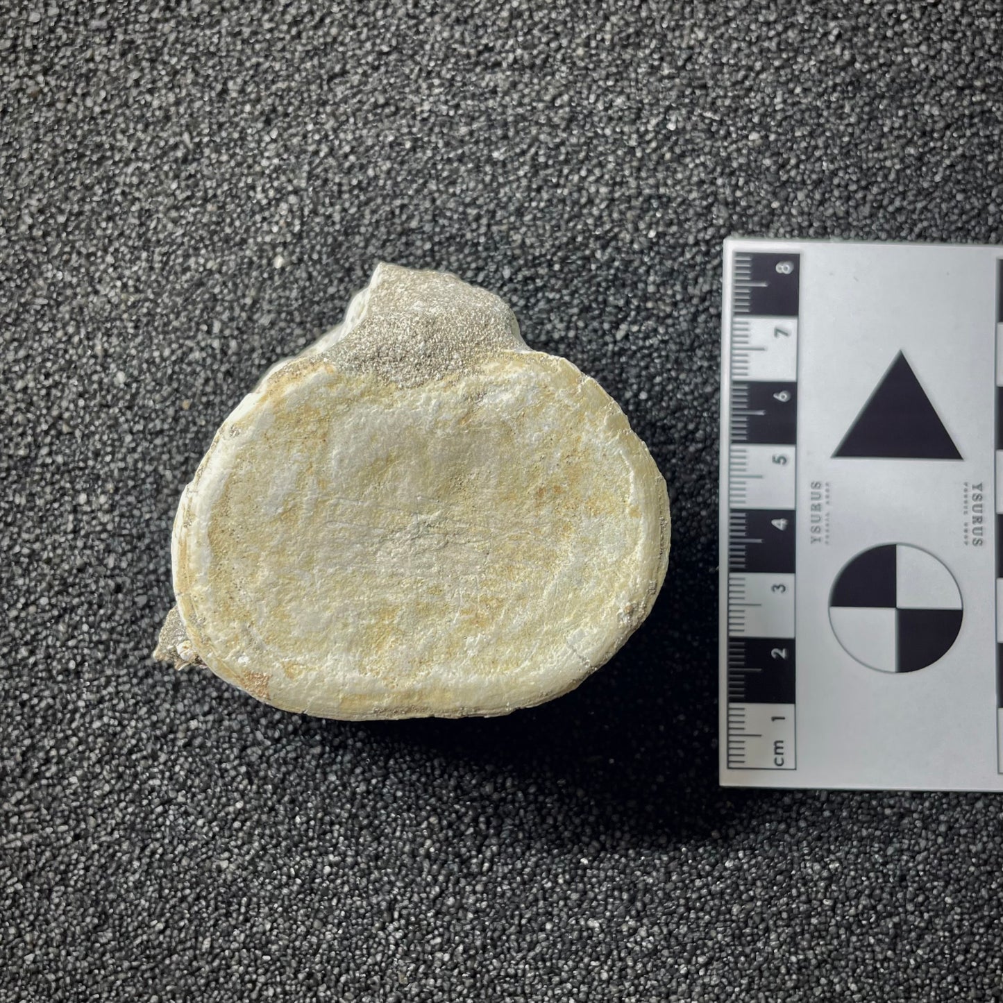 F1923 | Mosasauro | Mosasauridae indet.