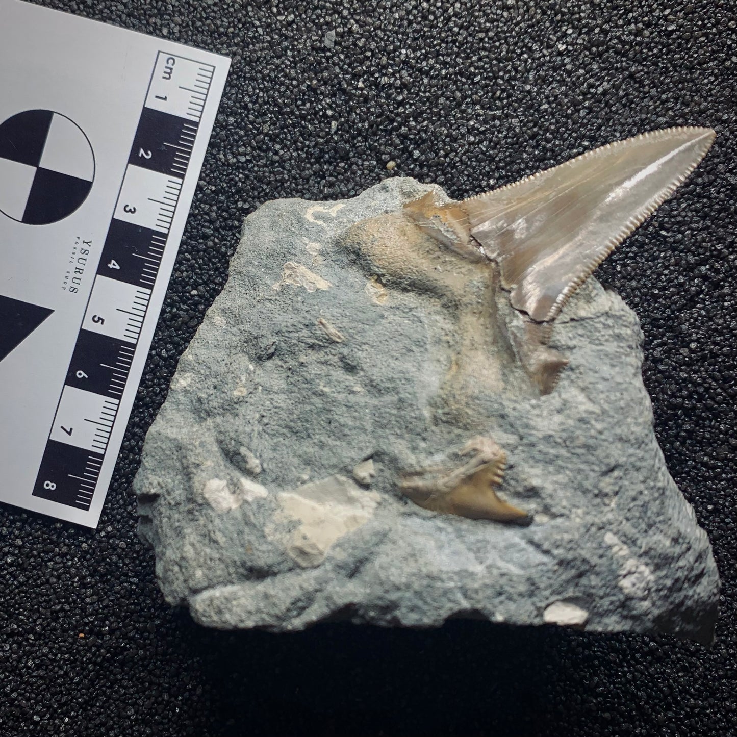 F569 | RARO | Squalo | Otodus angustidens & Carcharhinidae indet.