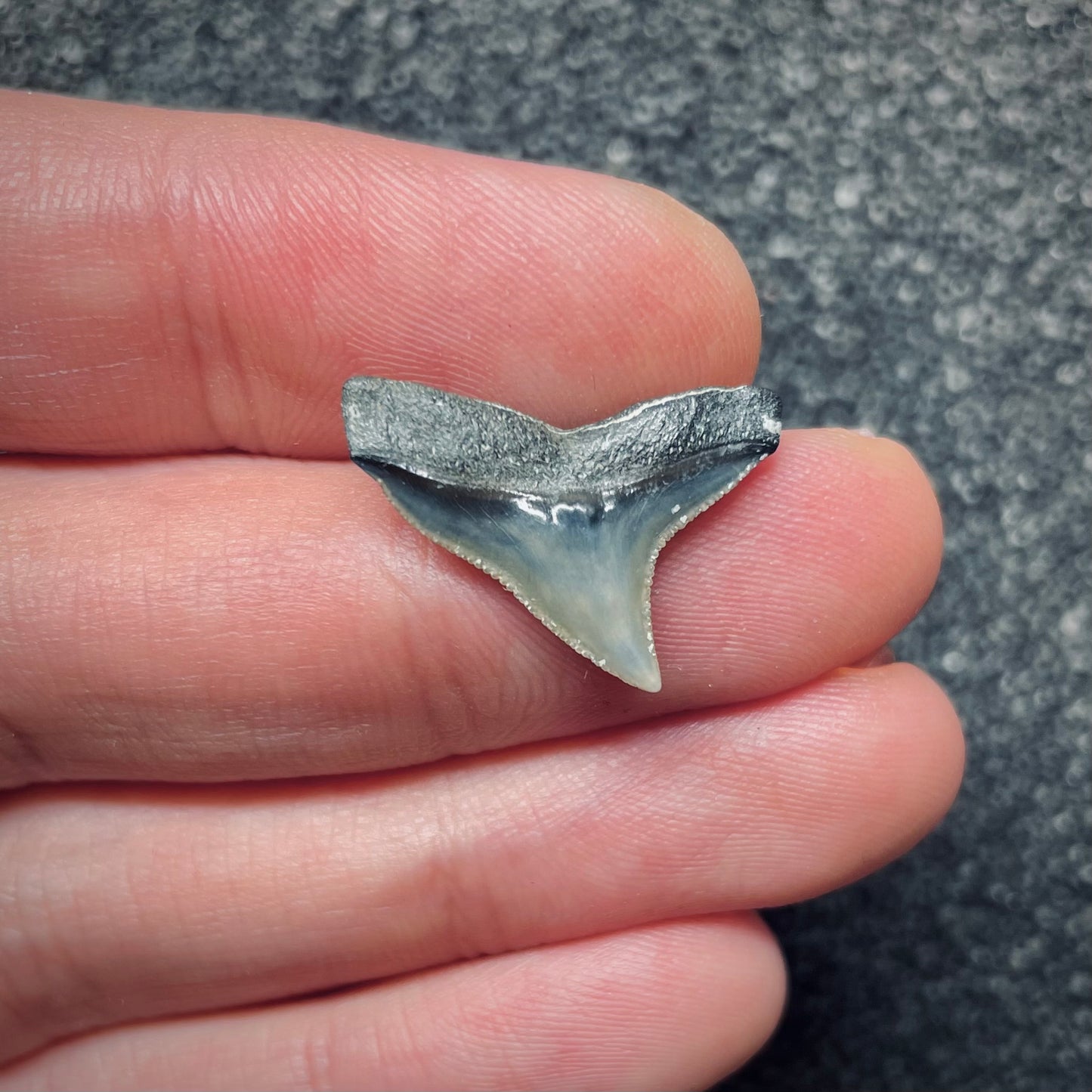 F1855 | Squalo | Carcharhinus sp.