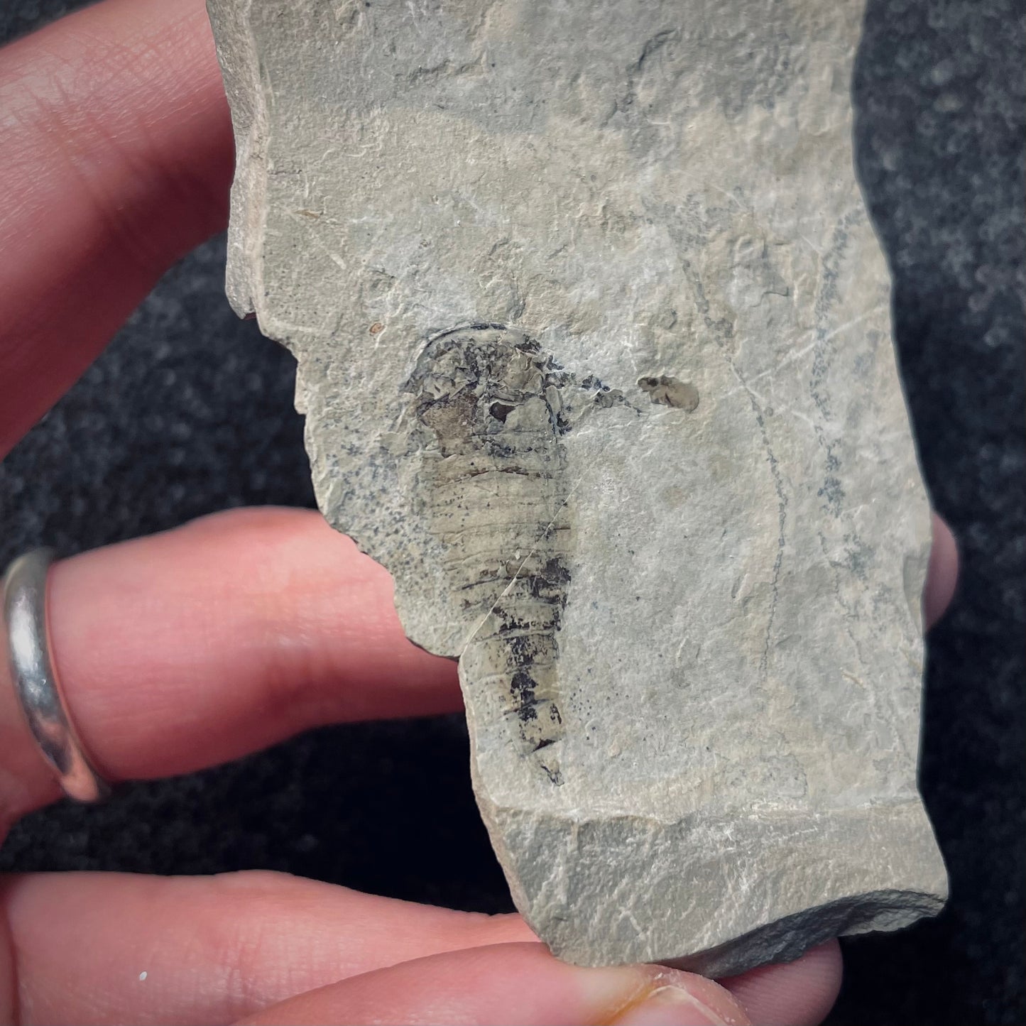 F1865 | Scorpione di mare | Eurypterus tetragonophtalmus