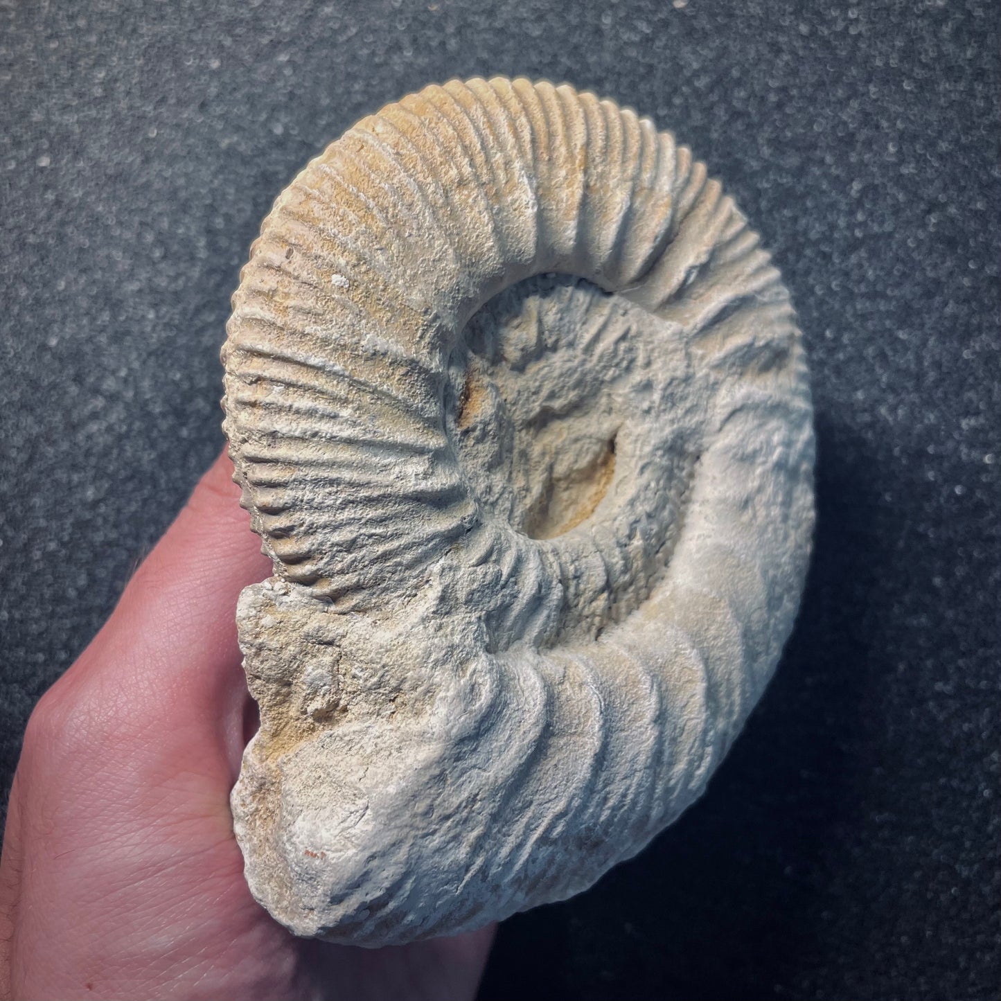 F1951 | Ammonite | Rehmannia sp.