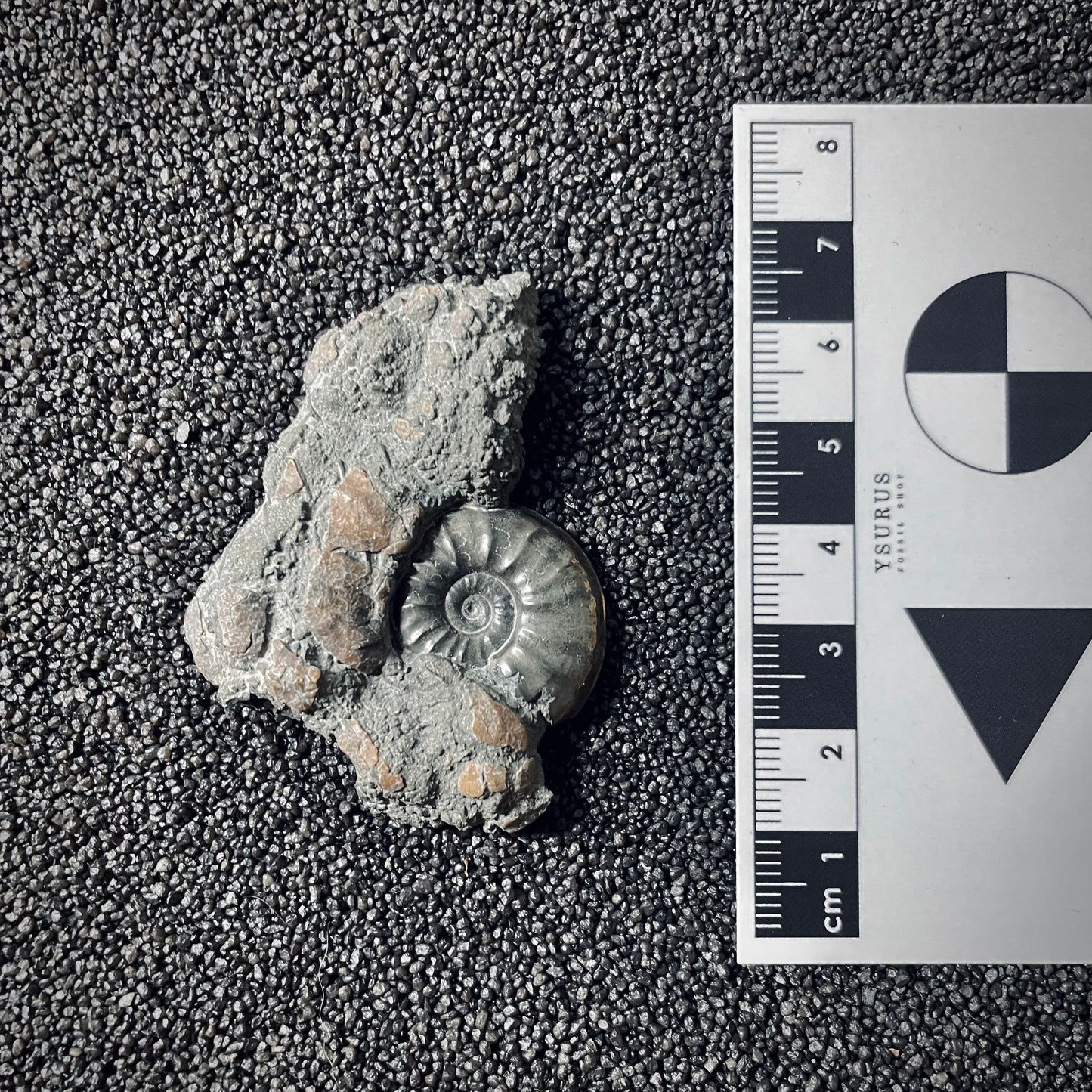 F2557 | Ammonite | Cotteswoldia sp.
