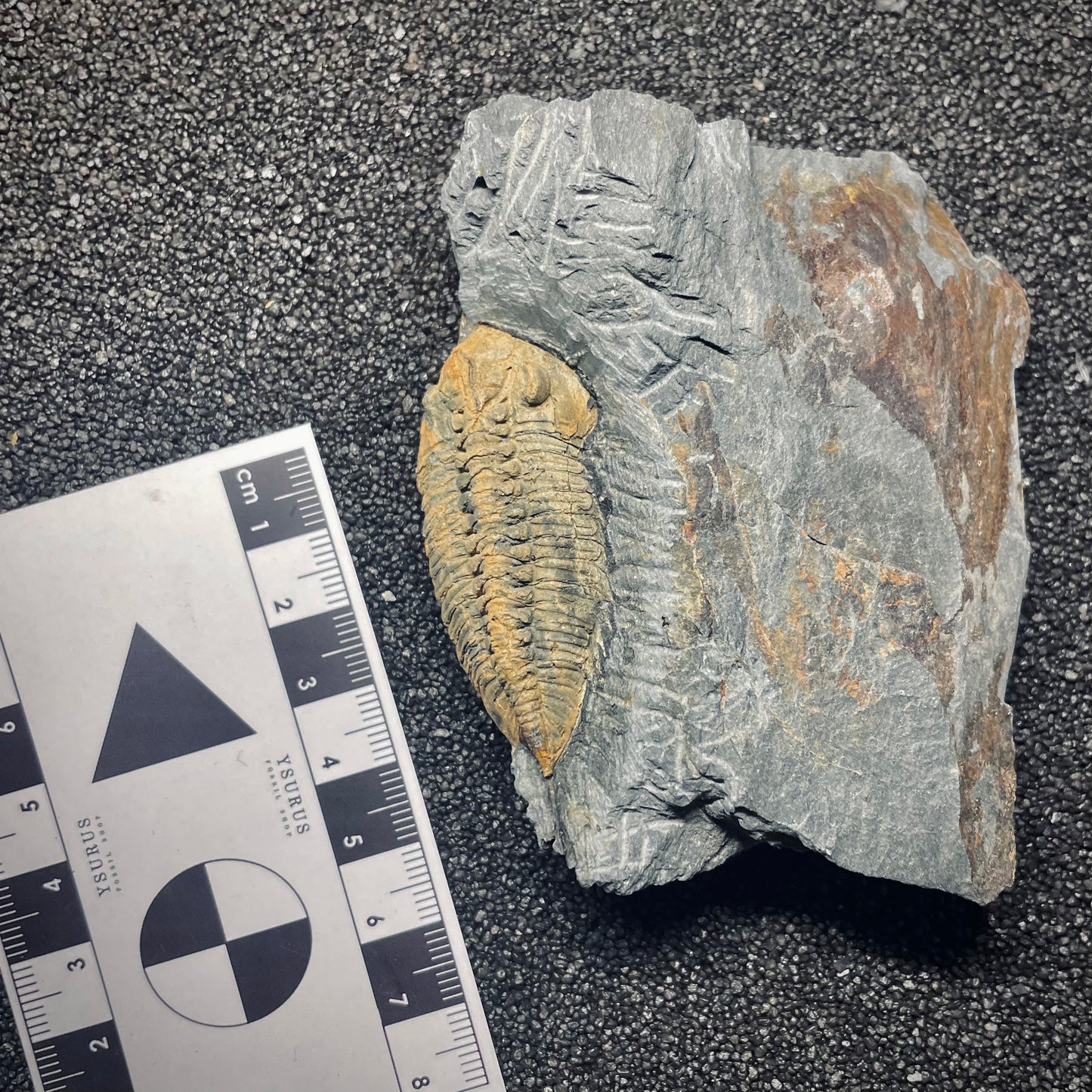 F1607 | Trilobite | Eodalmanitina macrophtalma