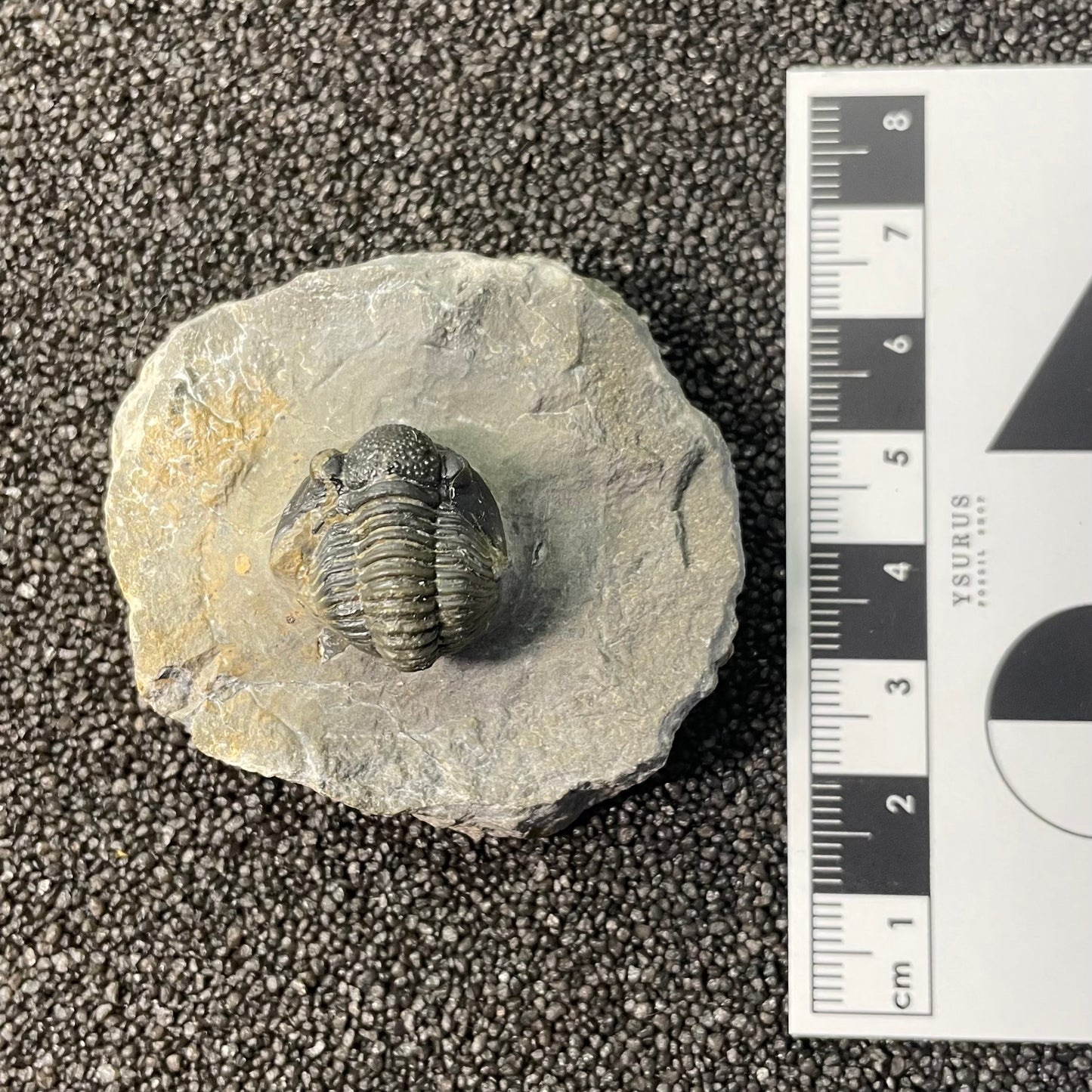 F2597 | Trilobite | Gerastos tuberculatus