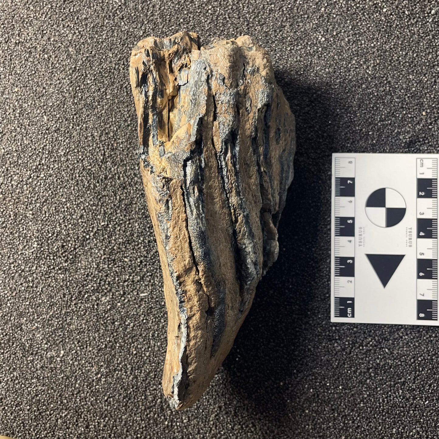 F2446 | Mammut | Mammuthus sp.