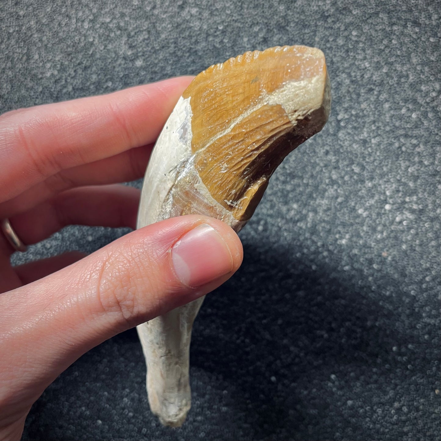 F1724 | Cetaceo | Basilosauridae indet.