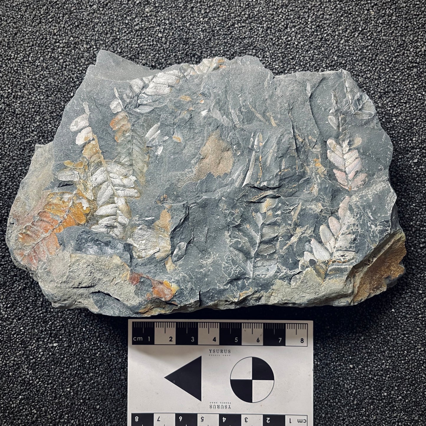 F2044 | Pianta | Neuropteris sp.