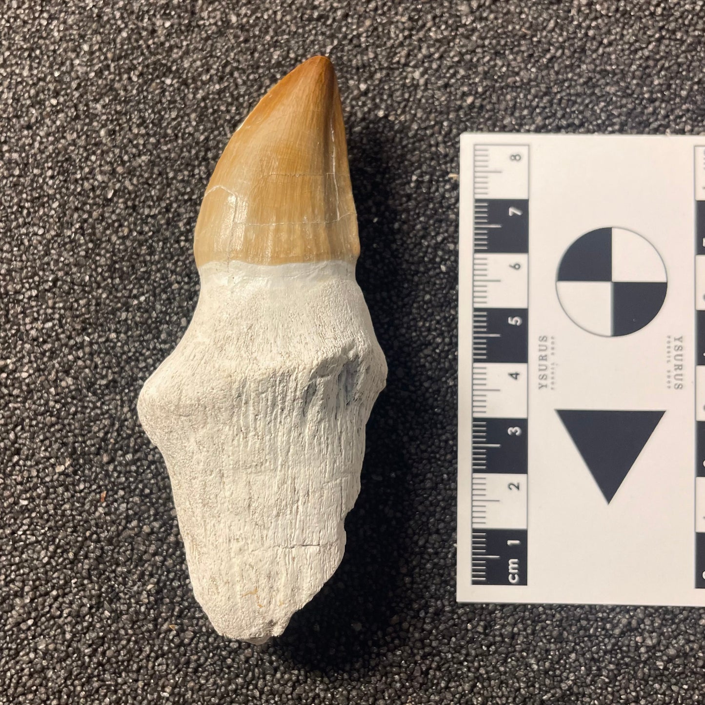 F2285 | Mosasauro | Prognathodon sp.